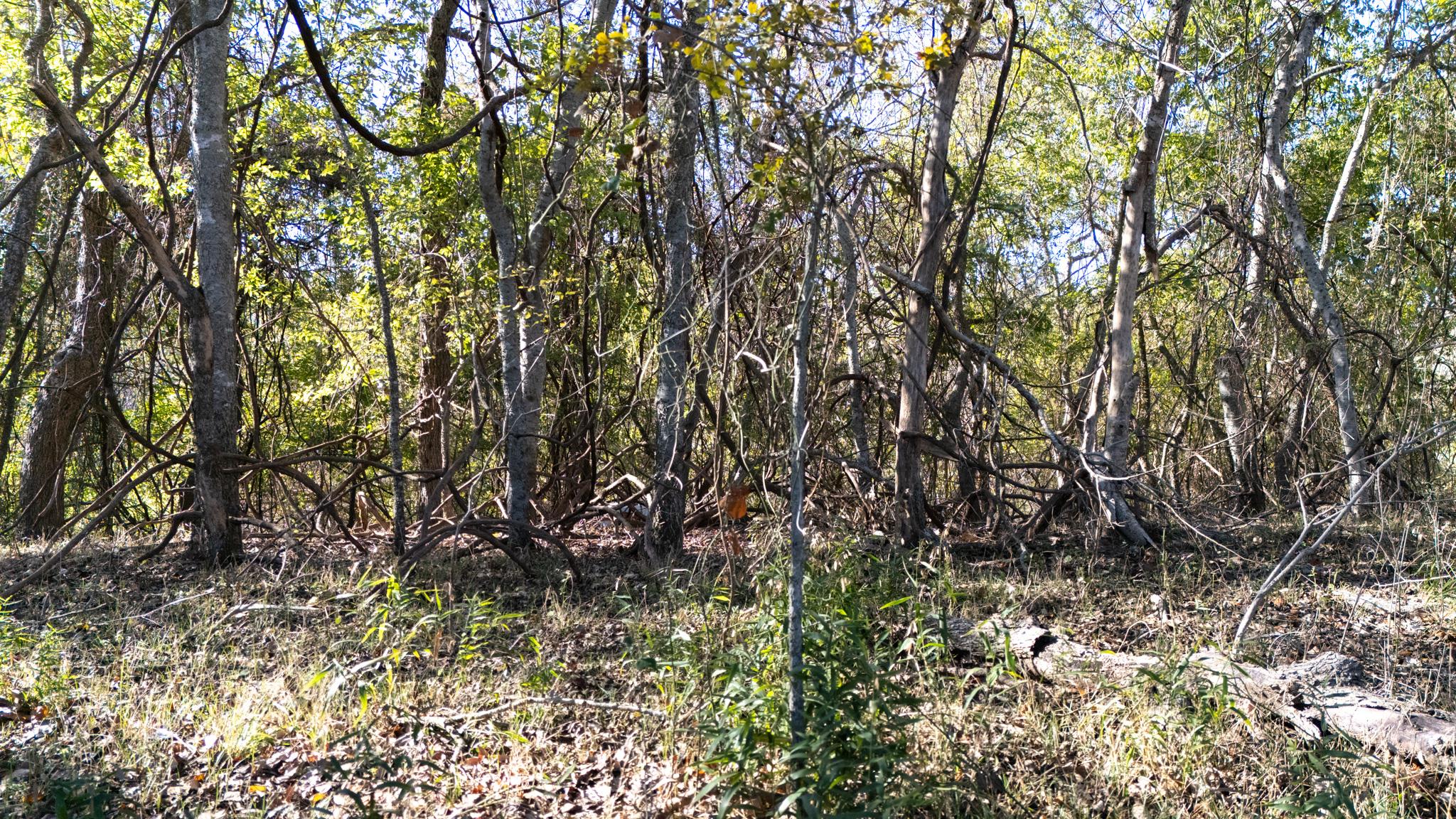 Image 11 of 12 For Tbd Darst Creek Ln