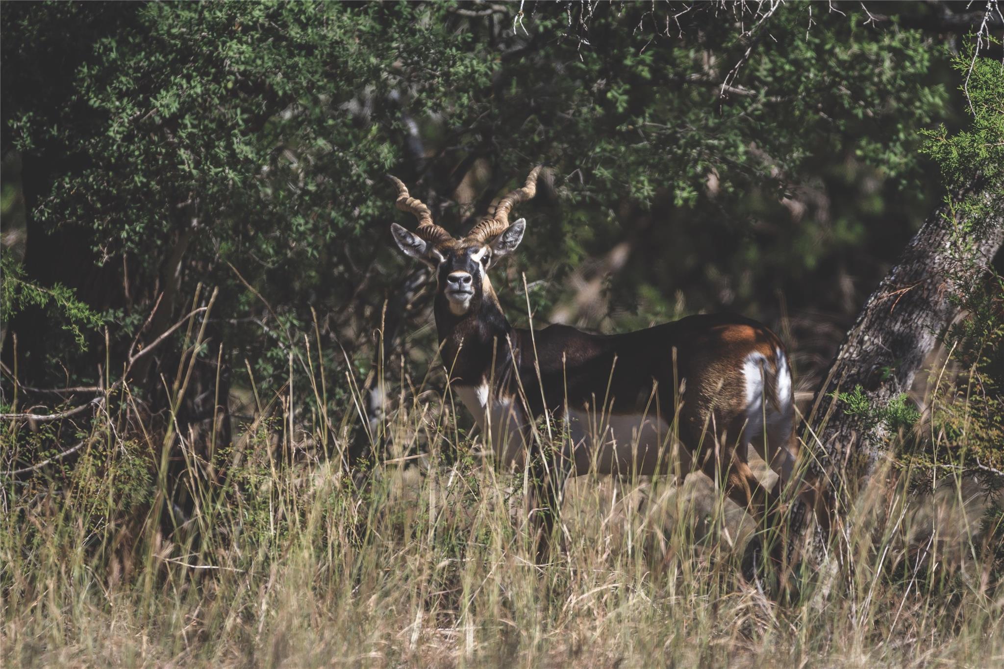 Image 2 of 7 For 62 Balcones Dr