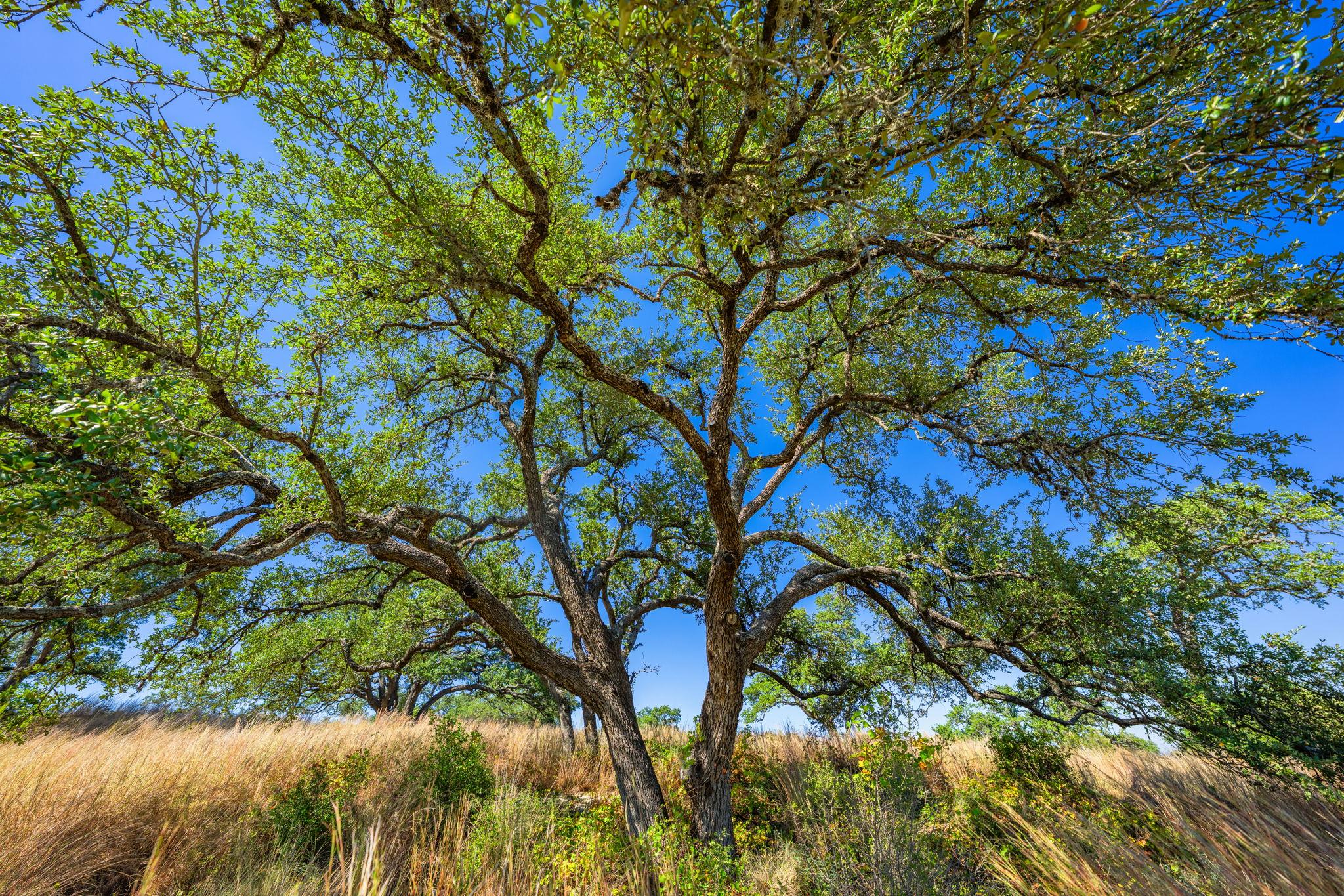 Image 20 of 23 For 1495 Walnut Springs Rd