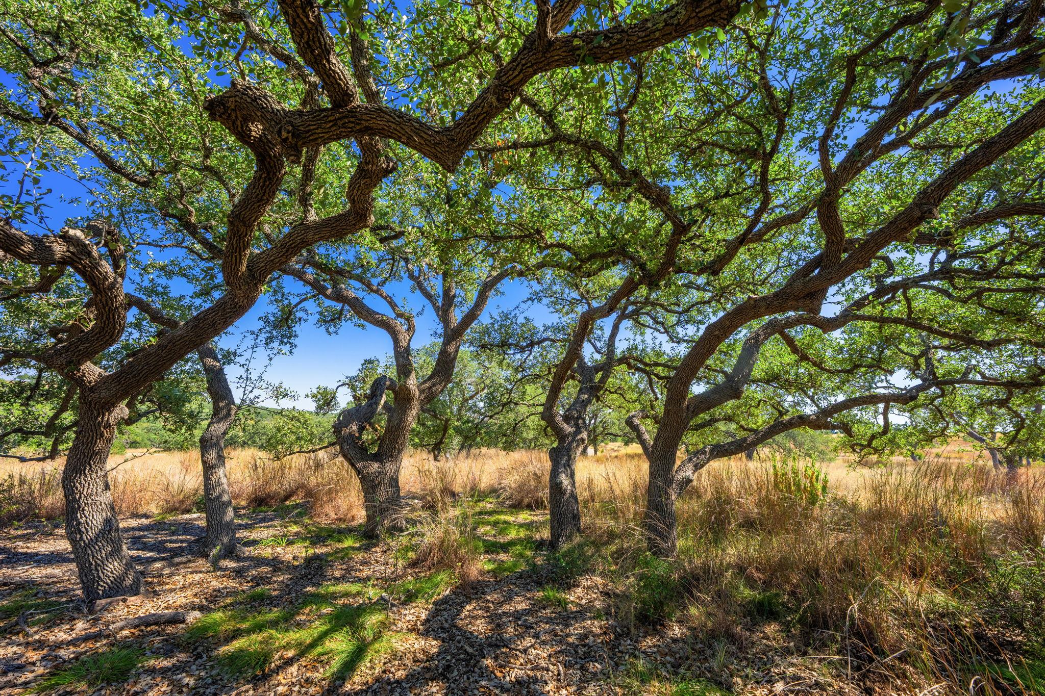 Image 21 of 23 For 1495 Walnut Springs Rd