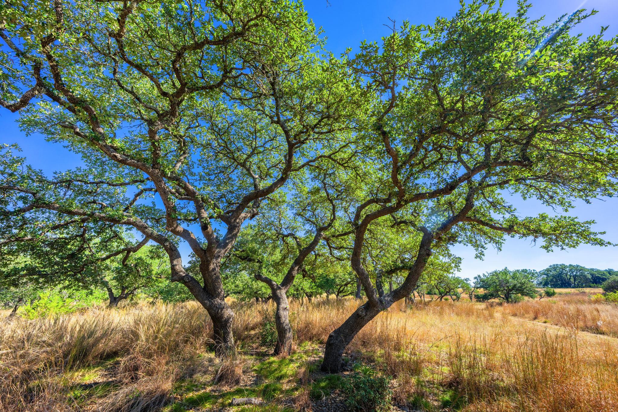 Image 22 of 23 For 1495 Walnut Springs Rd