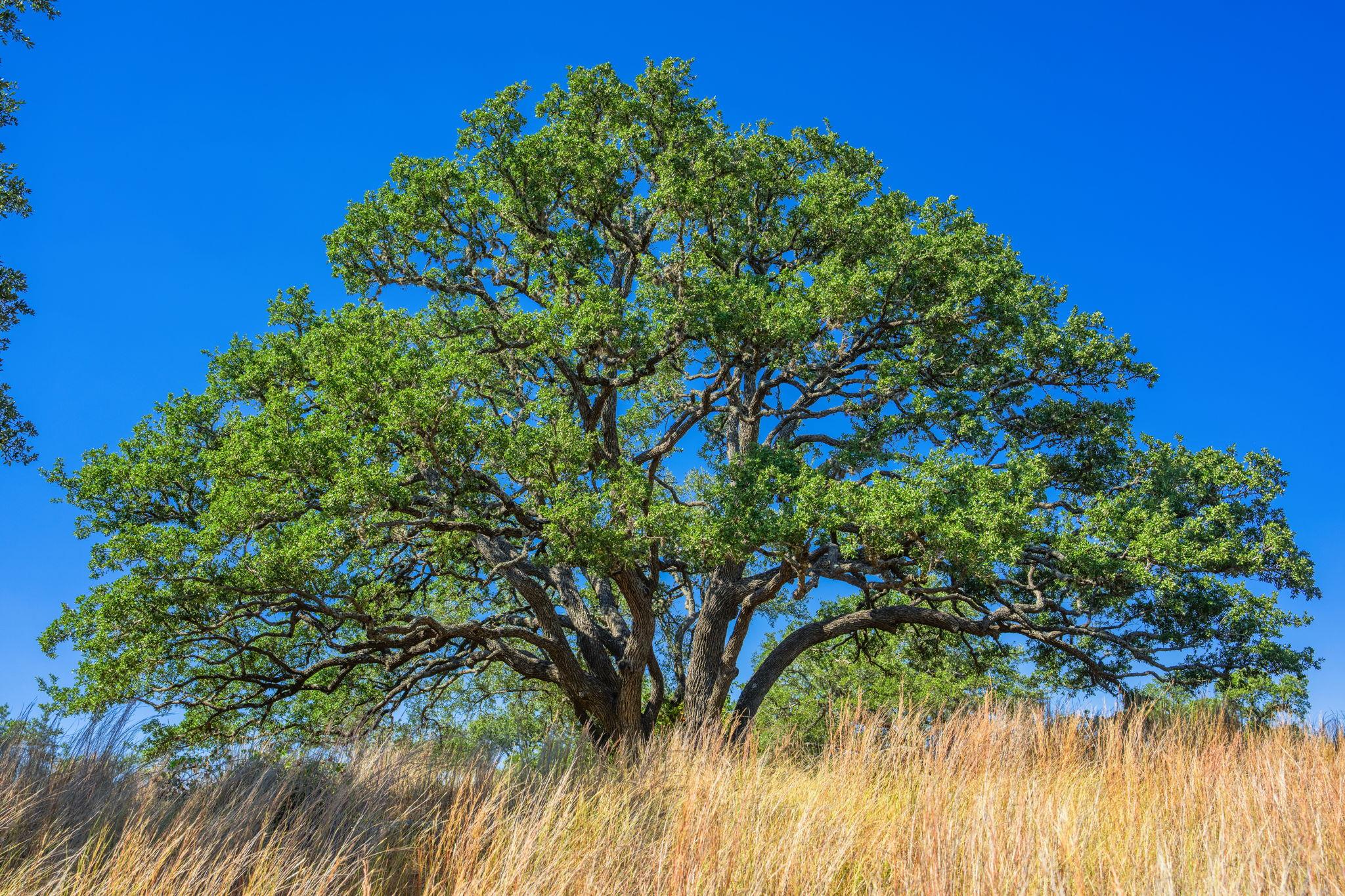 Image 7 of 23 For 1495 Walnut Springs Rd