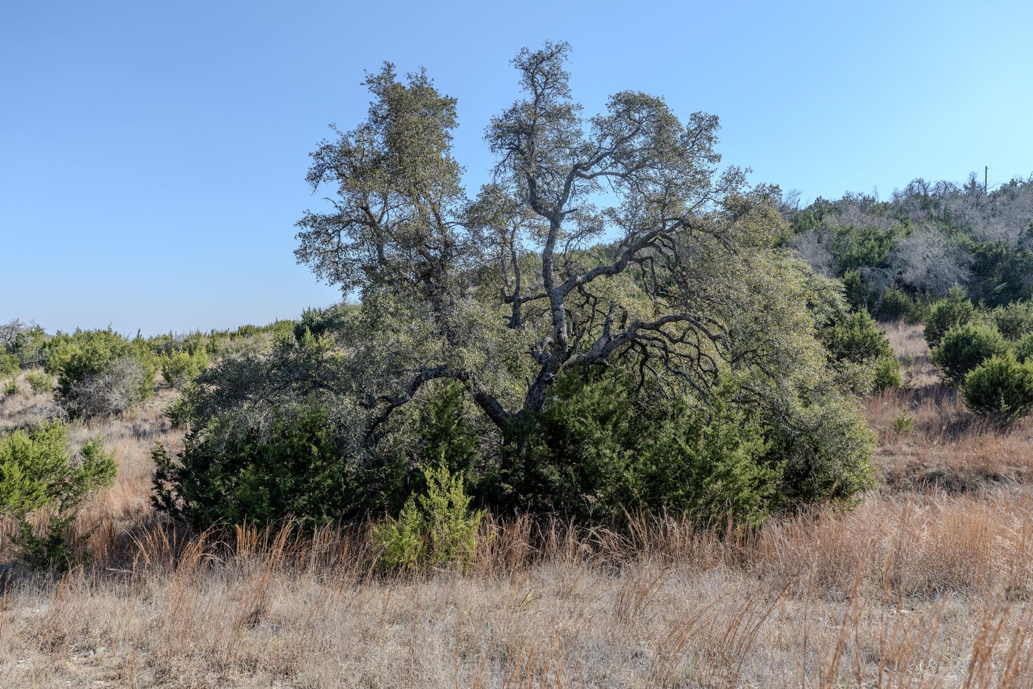 Image 38 of 39 For Tbd Lot 5 Sanctuary Ln