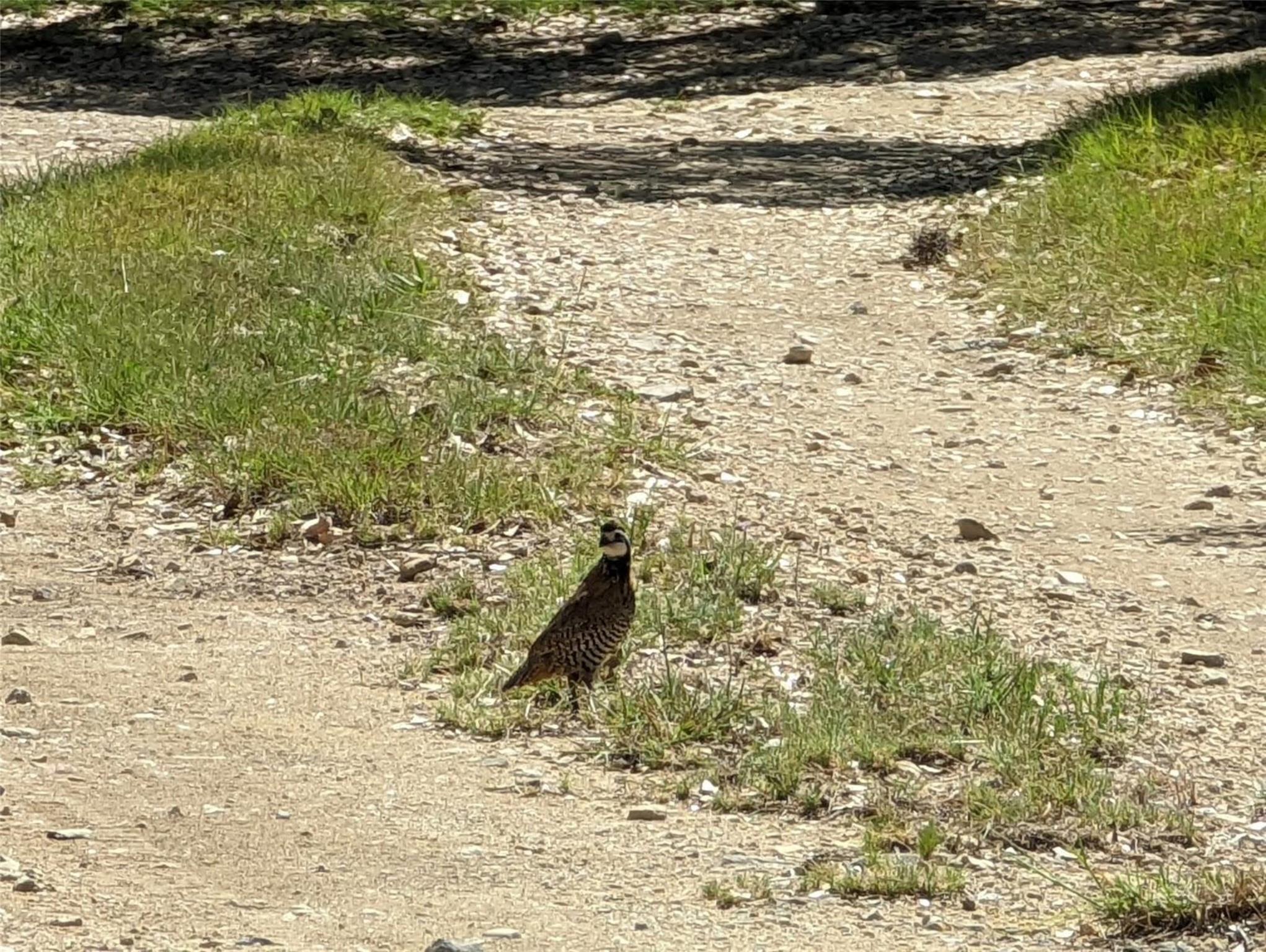 Image 10 of 25 For 00 Angel Light Dr Dr