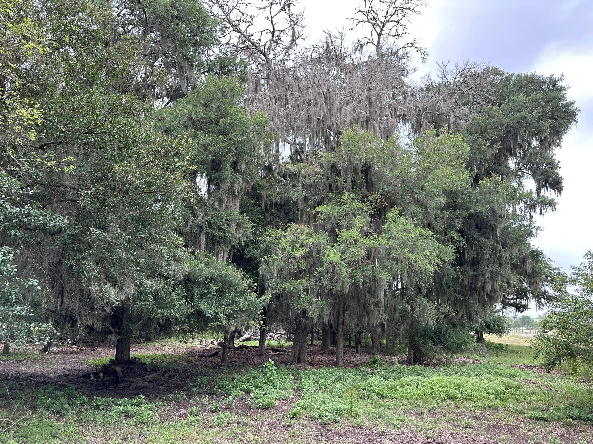 Image 15 of 32 For 305 Cr 305