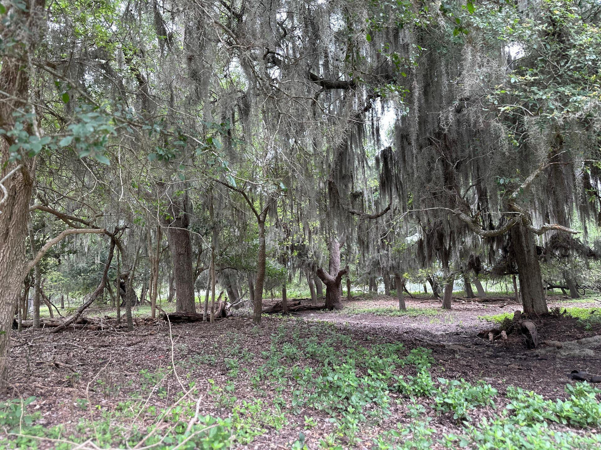 Image 17 of 32 For 305 Cr 305