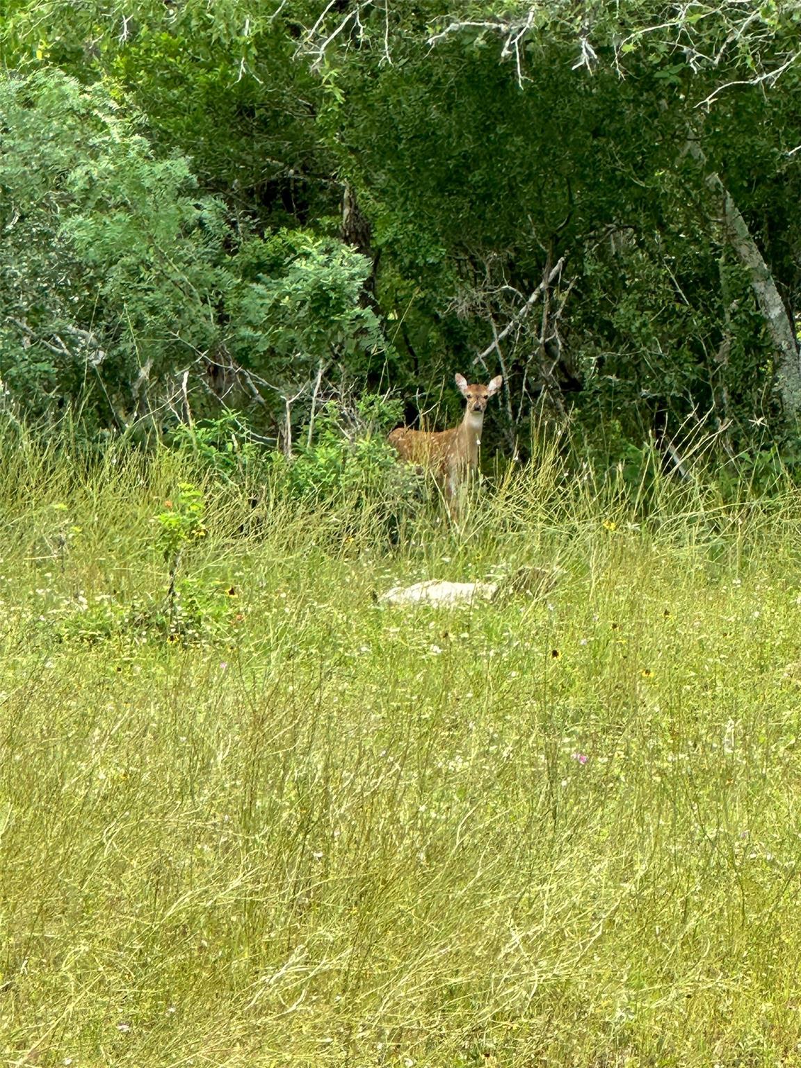 Image 21 of 32 For 305 Cr 305