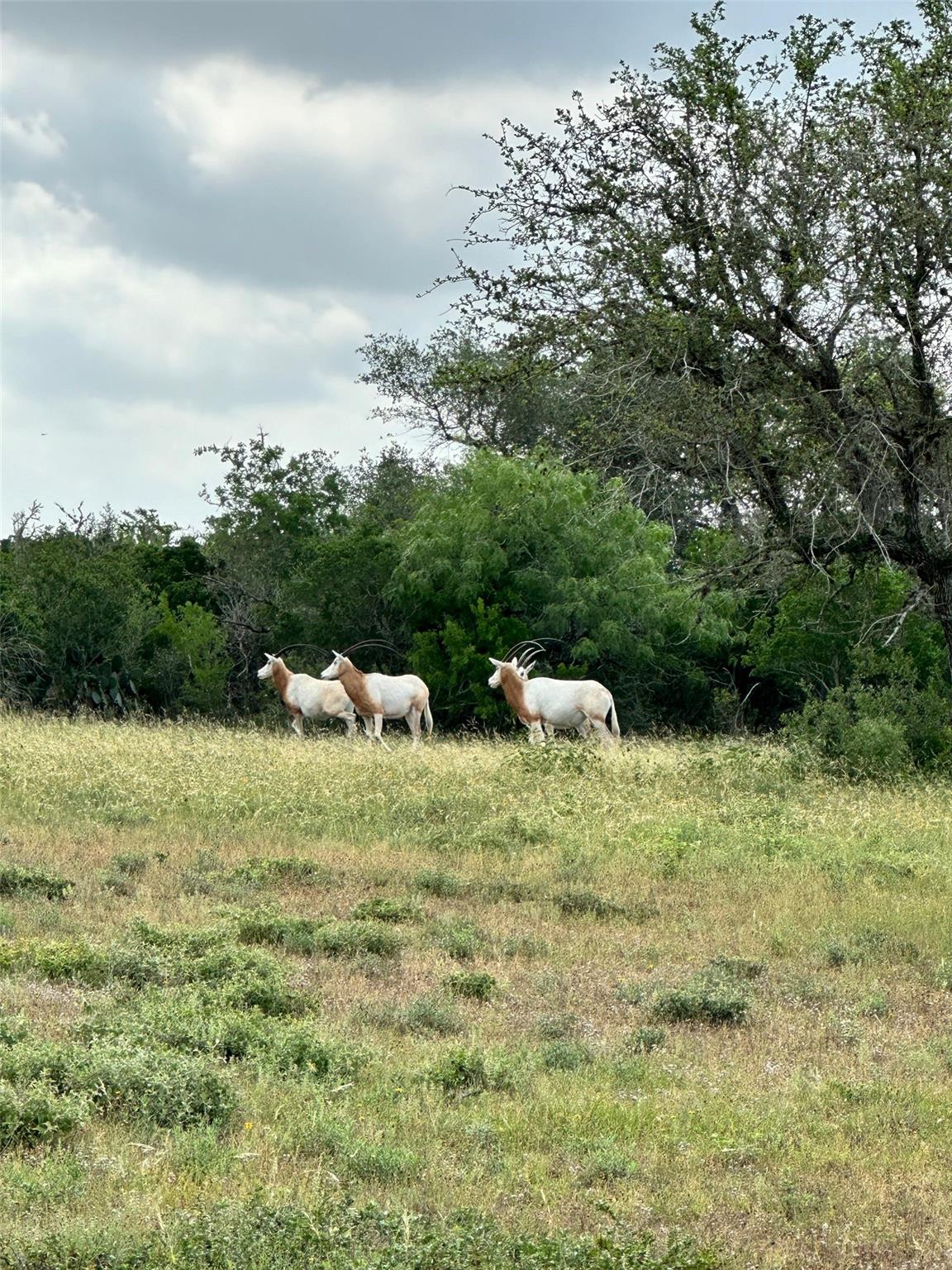 Image 22 of 32 For 305 Cr 305