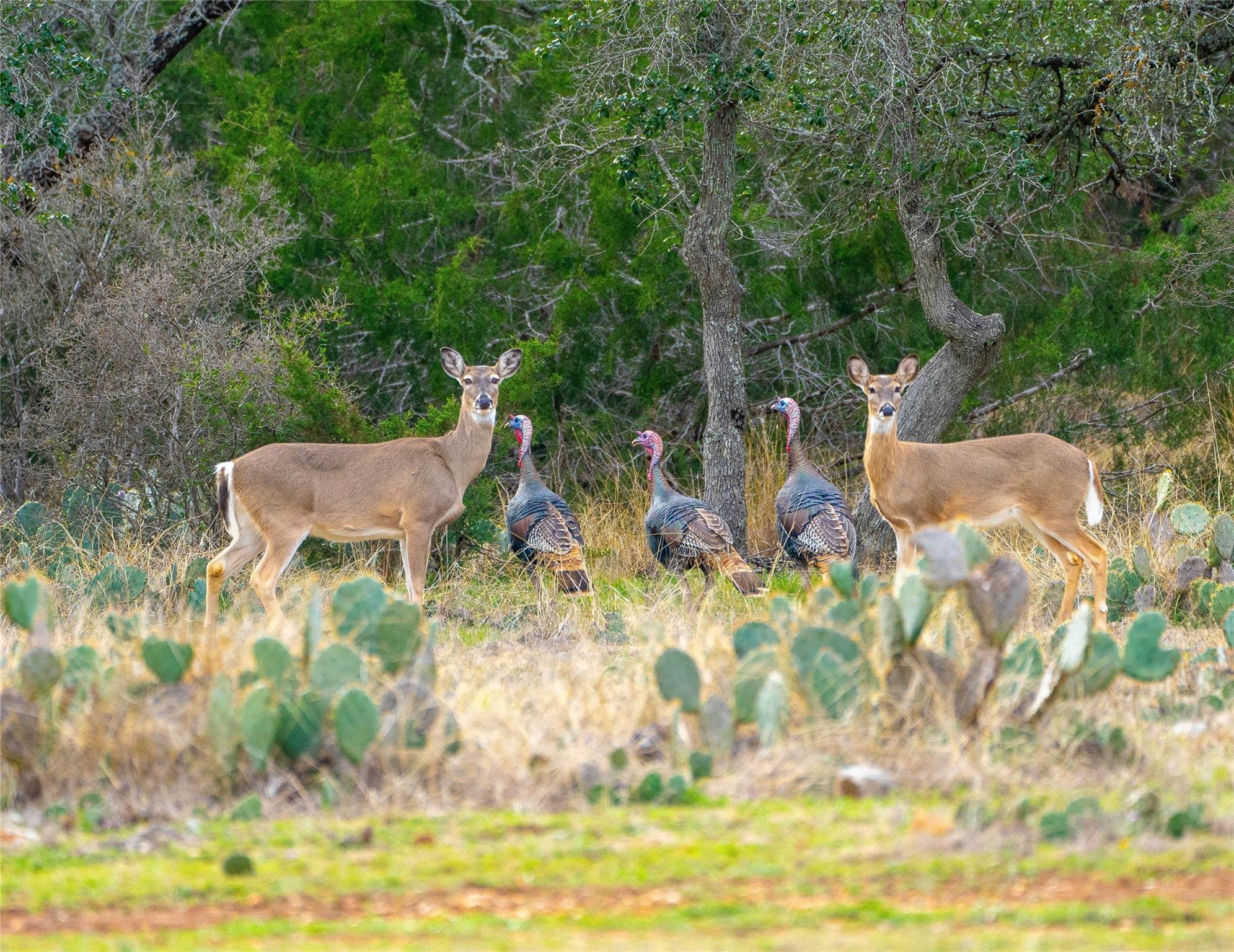 Image 20 of 21 For 60 Coastal Loop