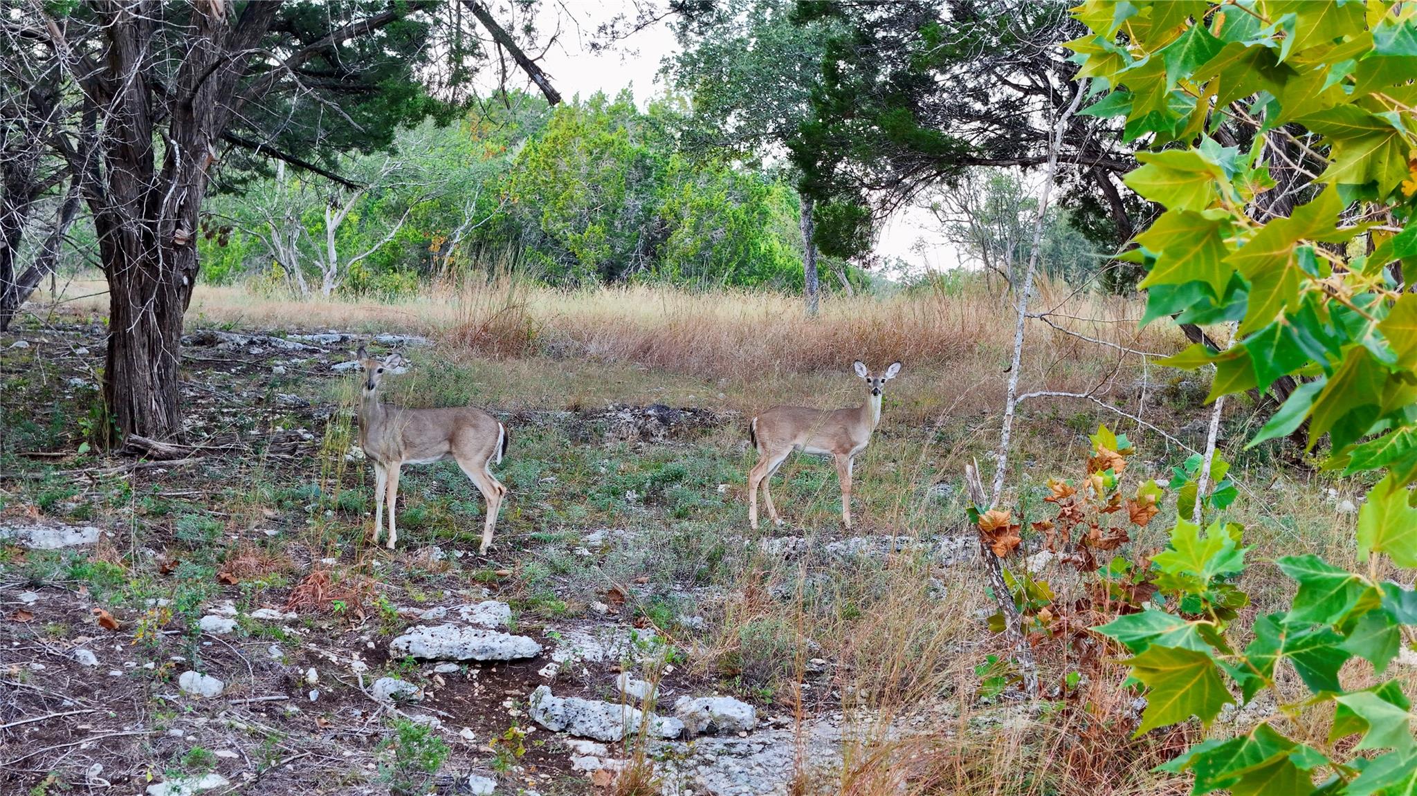 Image 38 of 40 For 5801 Mount Gainor Rd