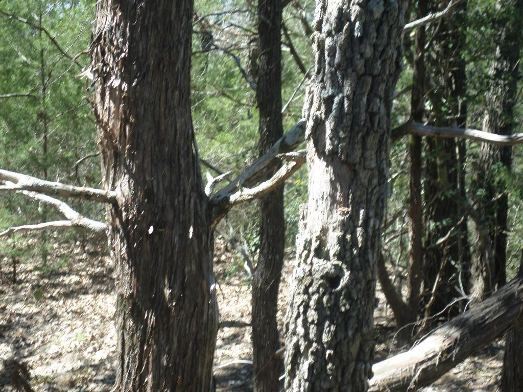 Details for Tbd R68370 Walter Hoffman Rd H, Cedar Creek, TX 78612