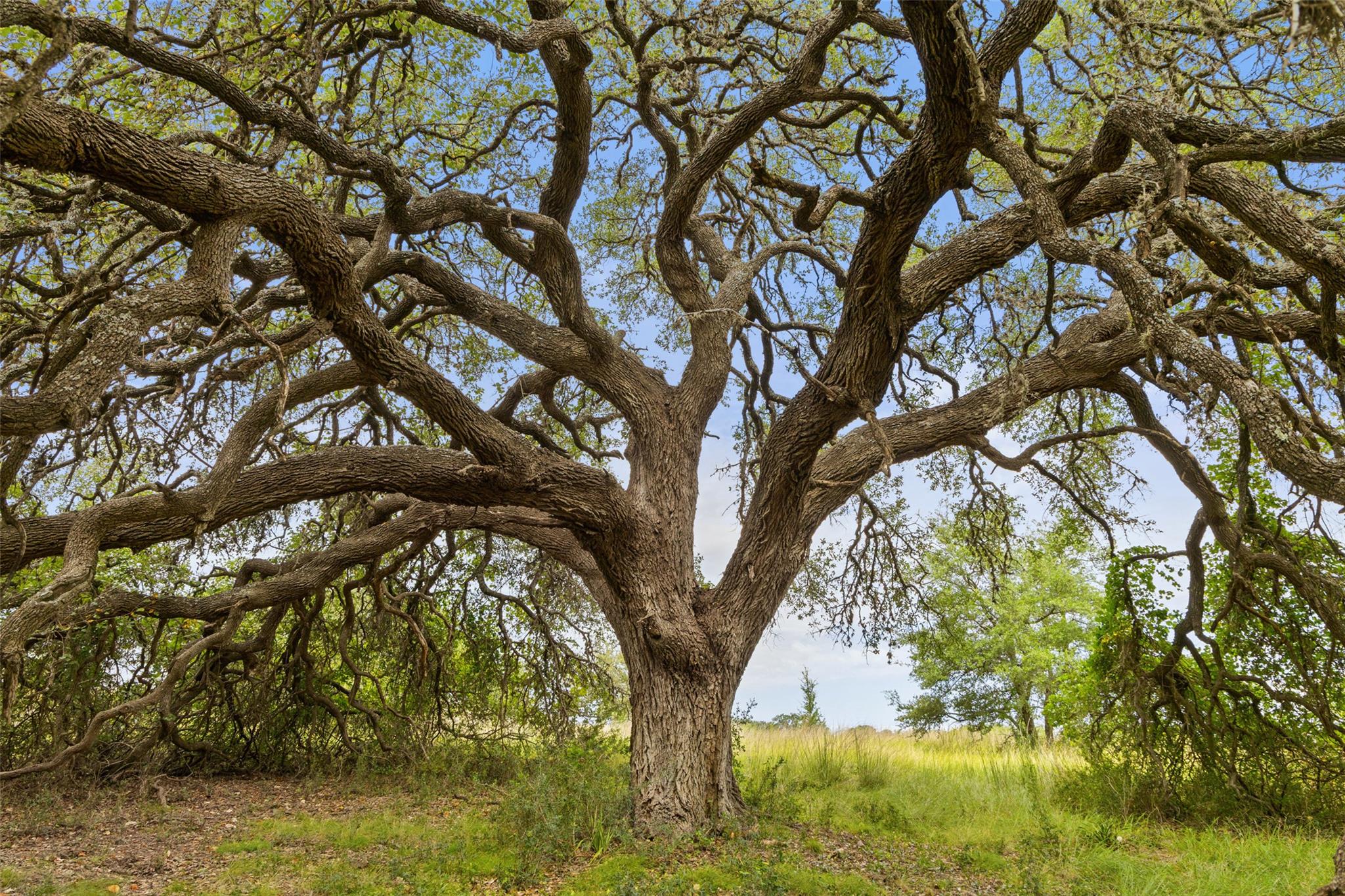 Image 16 of 40 For 1198 Walnut Springs Rd