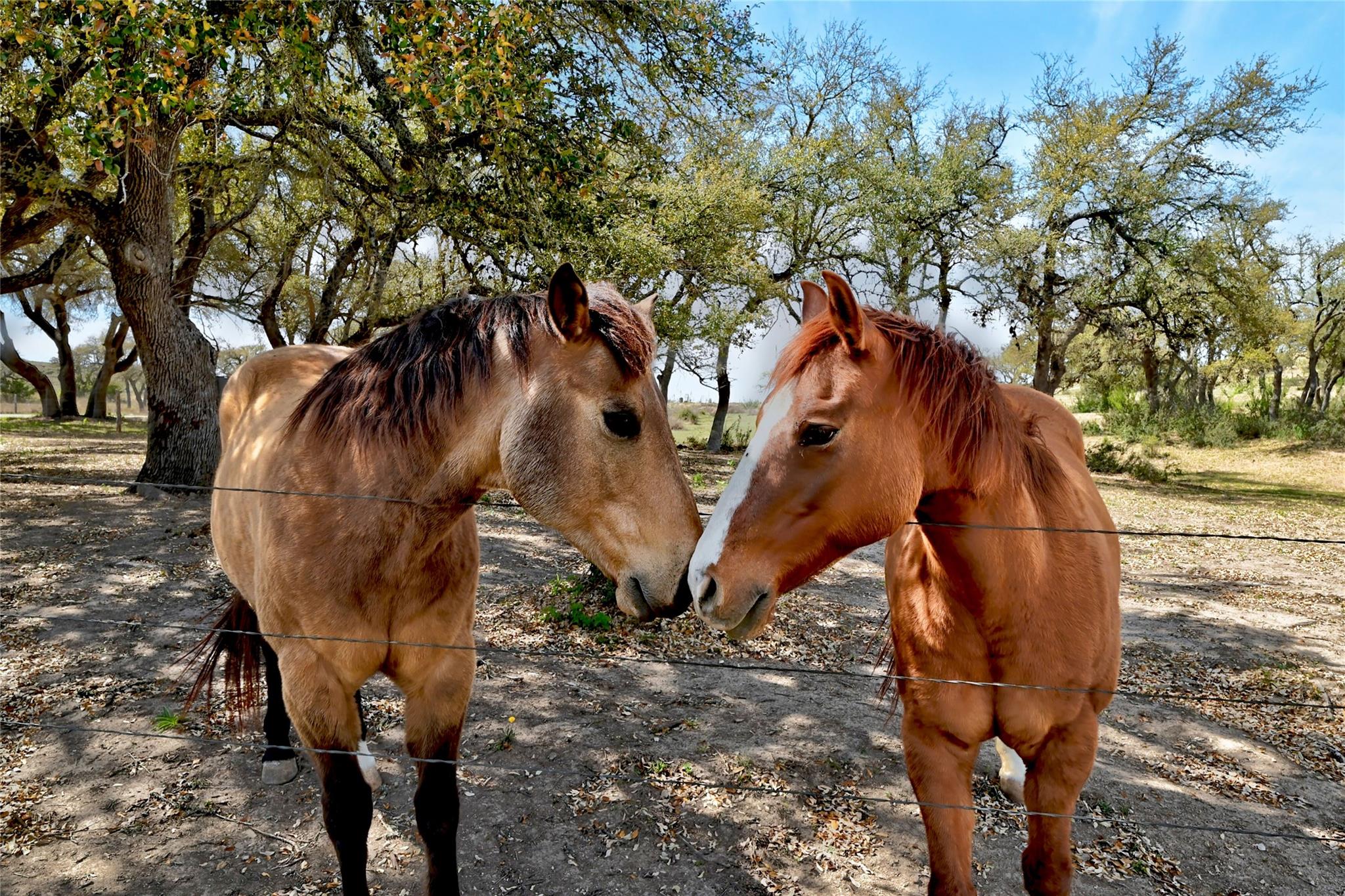 Image 4 of 40 For 1198 Walnut Springs Rd