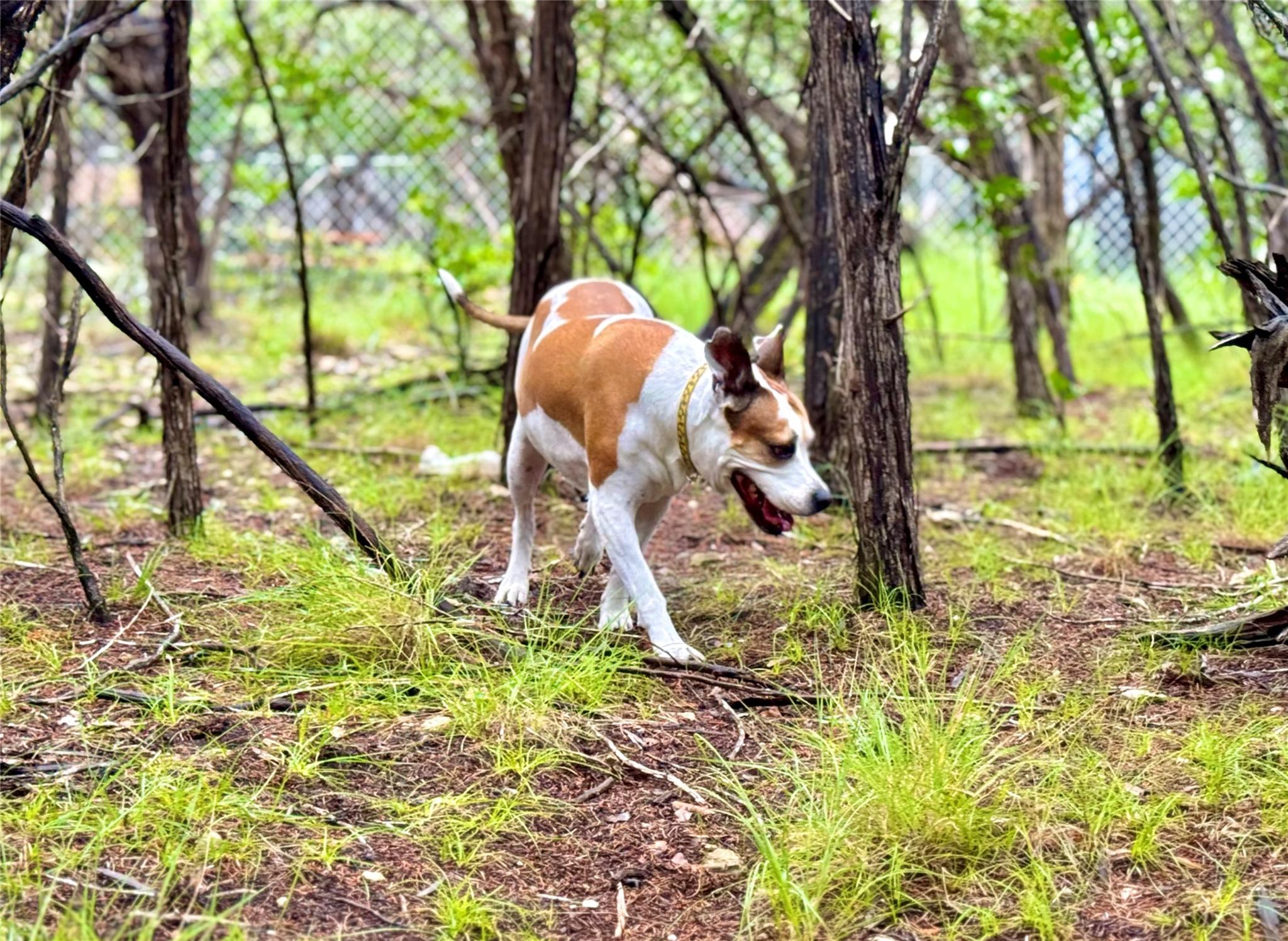 Details for Tbd Tracts 10 & 22 Goat Hill Rd, Lakehills, TX 78063