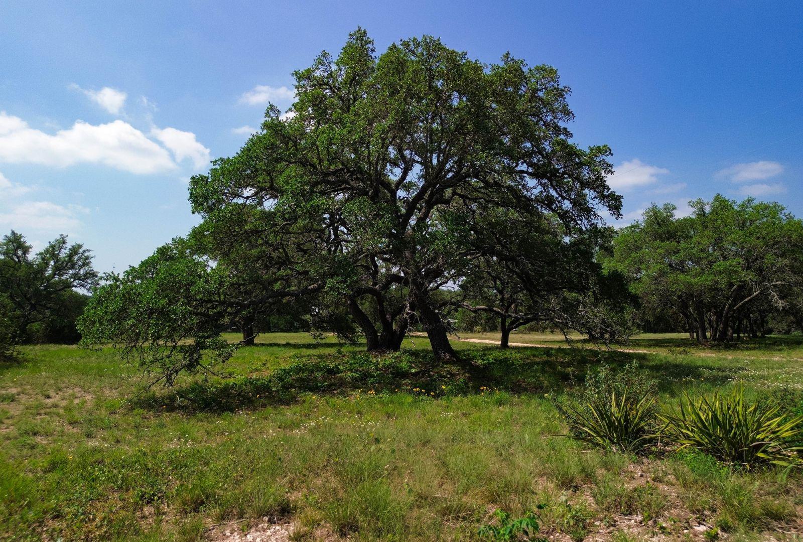 Image 30 of 40 For 1037 Ranch Road 962 W