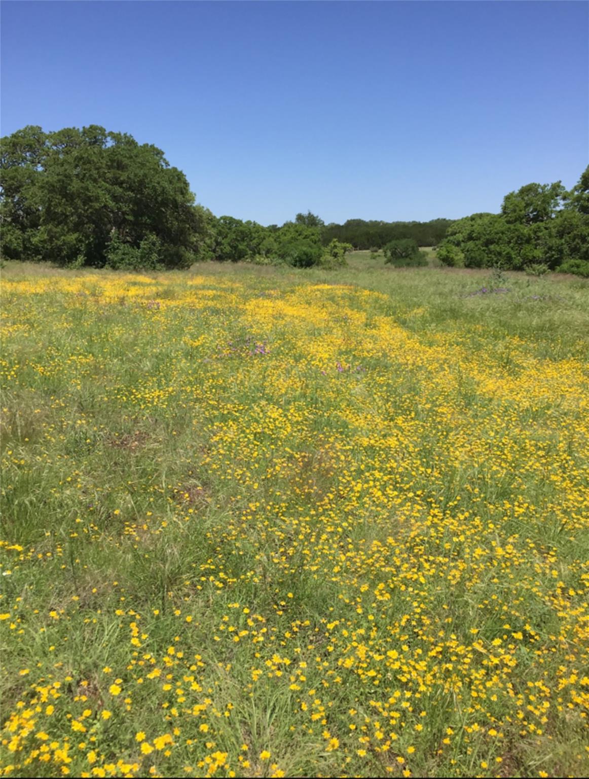 Details for 184 Moondance Trl, Wimberley, TX 78676