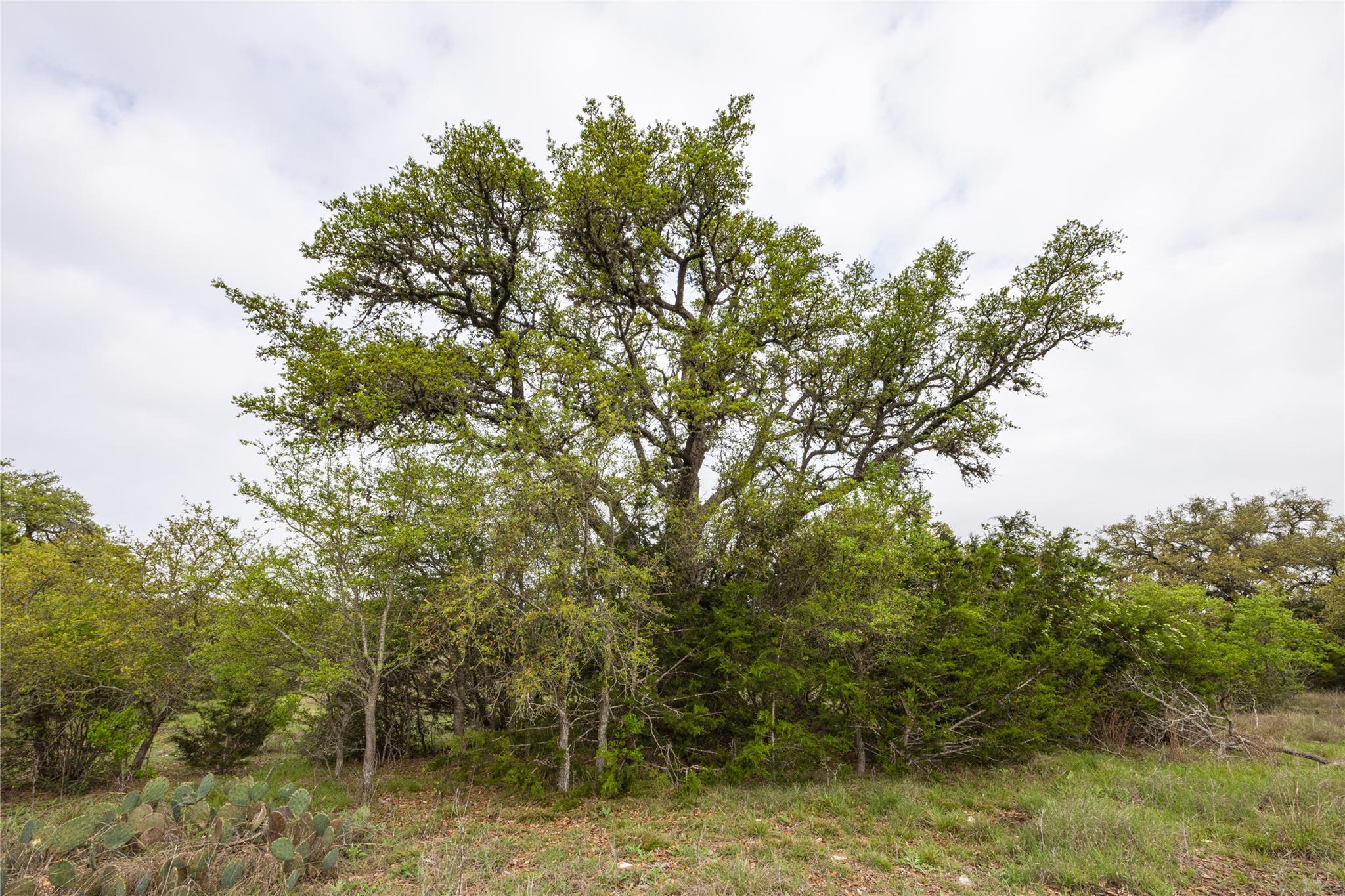 Image 8 of 25 For Tbd Logan's Way