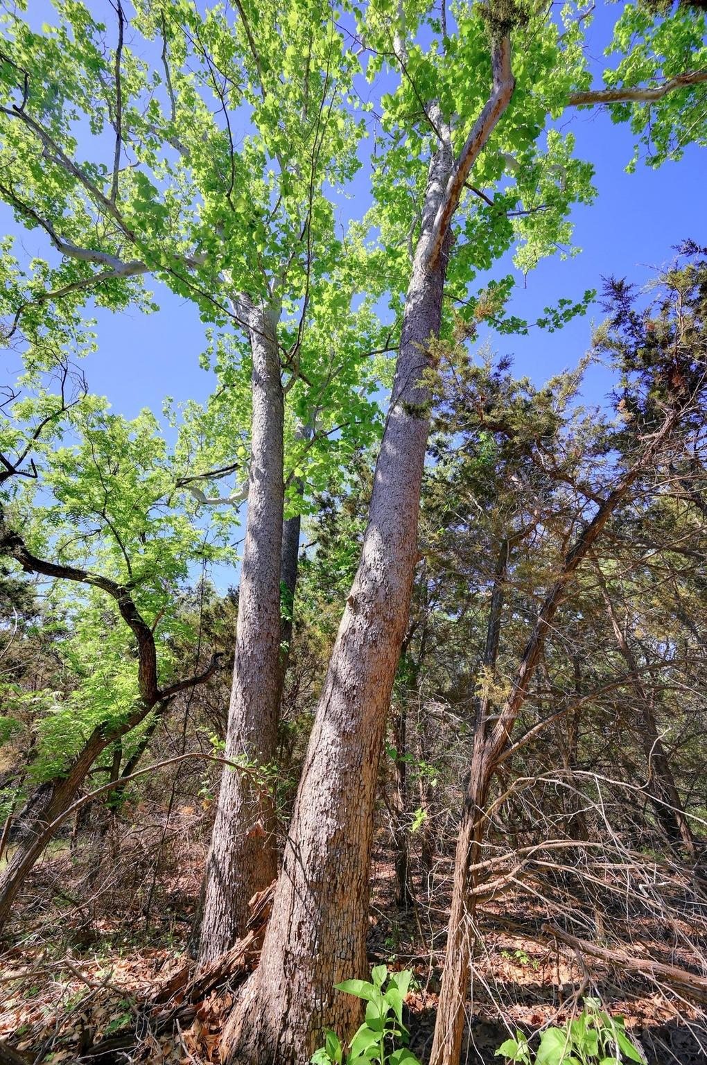 Image 4 of 40 For 324 Headwaters Ranch Rd