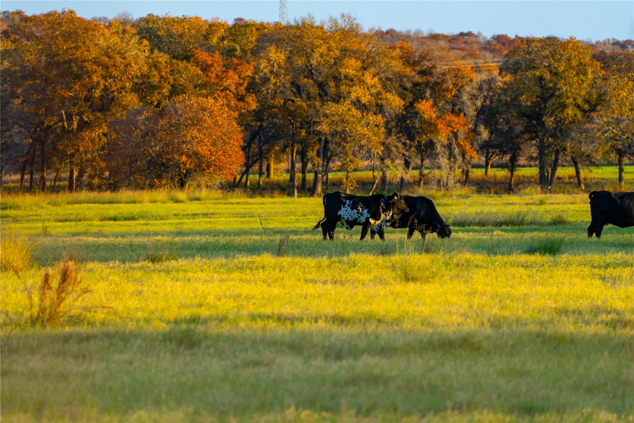 Details for Tbd Tx 123  , Seguin, TX 78155