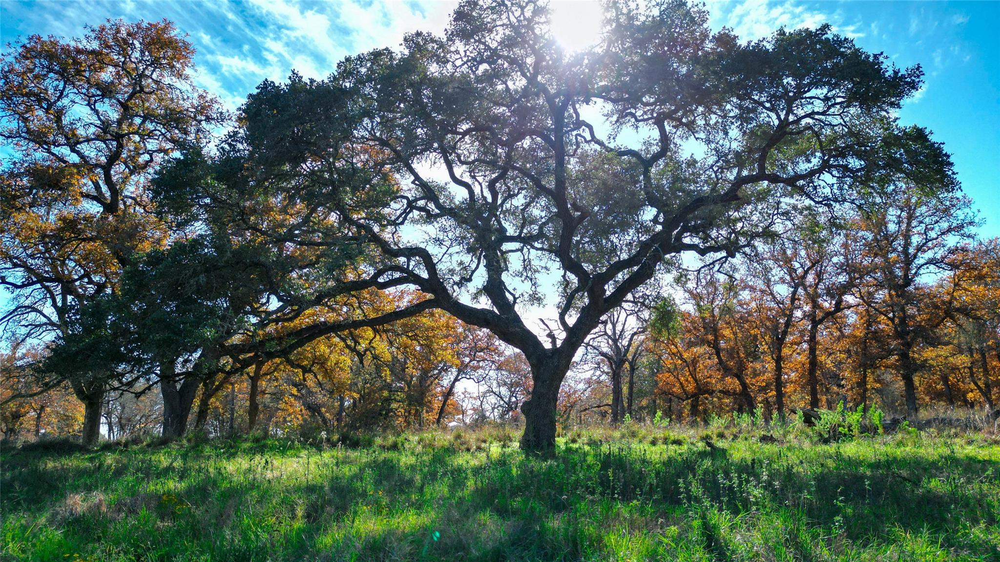 Image 2 of 40 For Tbd Tx-123  