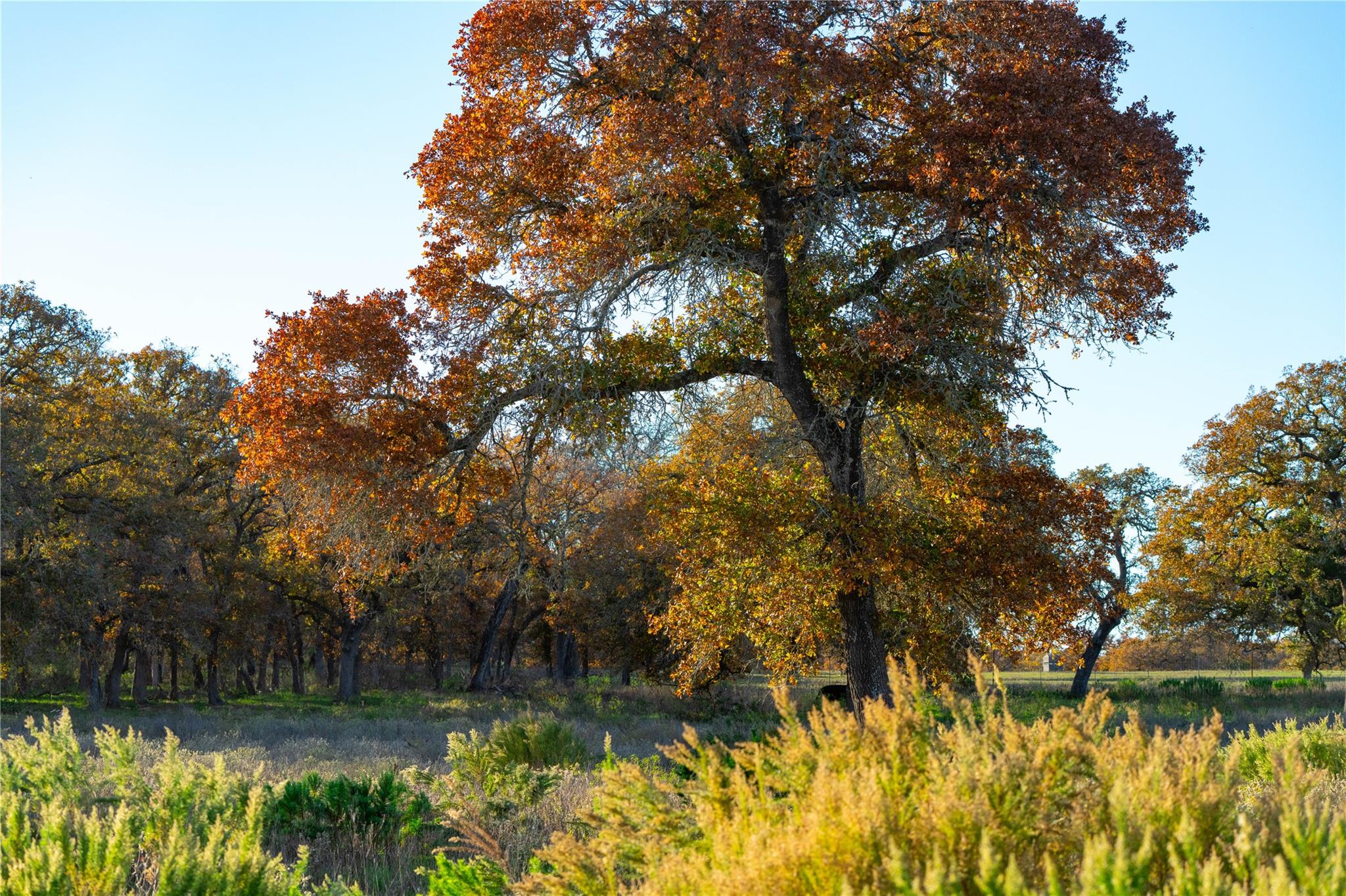 Image 26 of 40 For Tbd Tx-123  