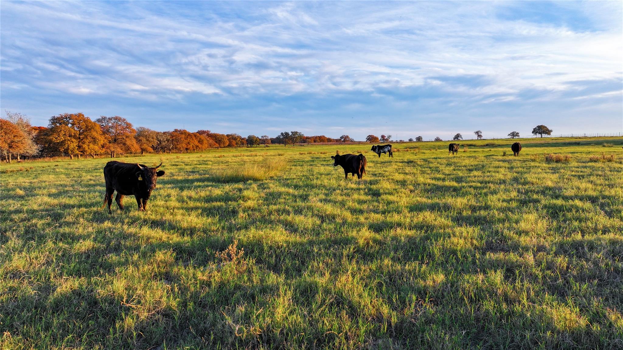 Image 28 of 40 For Tbd Tx-123  