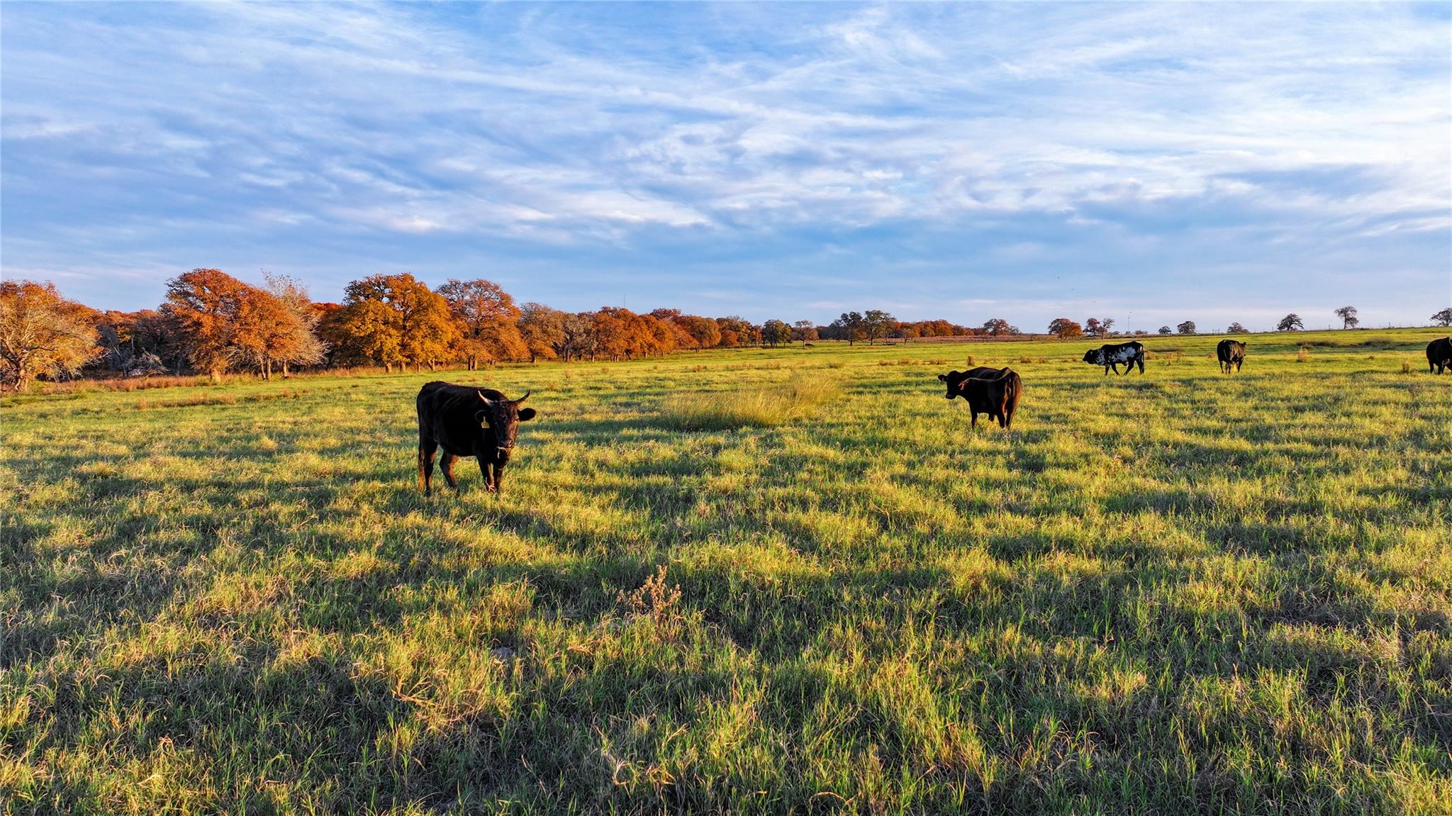 Image 31 of 40 For Tbd Tx-123  