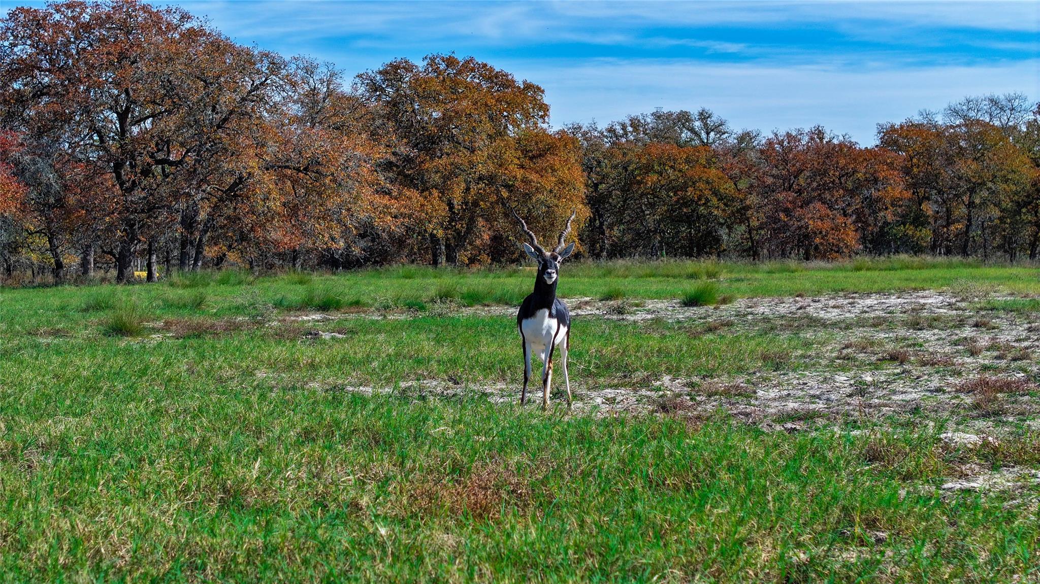 Image 37 of 40 For Tbd Tx-123  