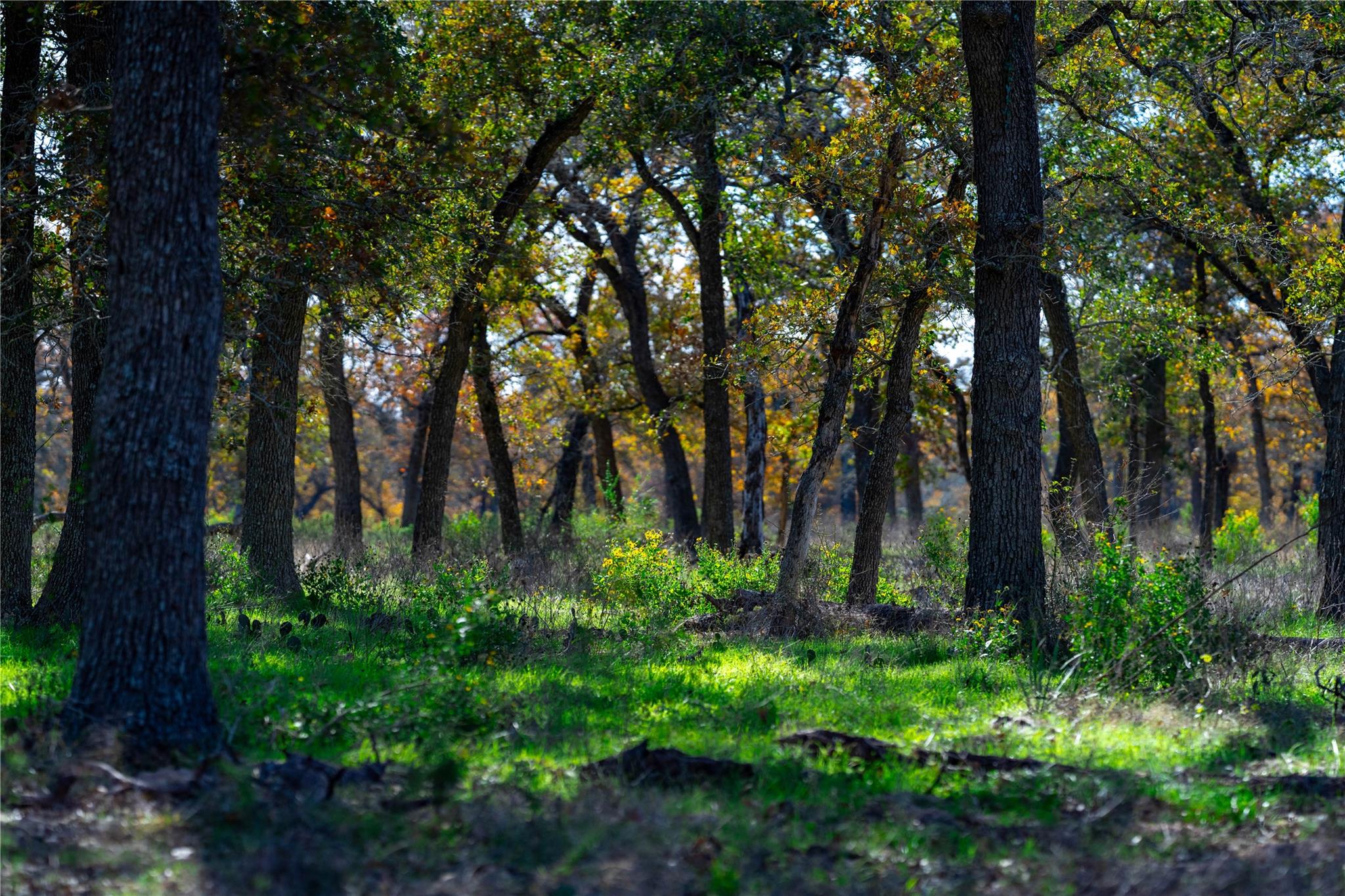 Image 39 of 40 For Tbd Tx-123  