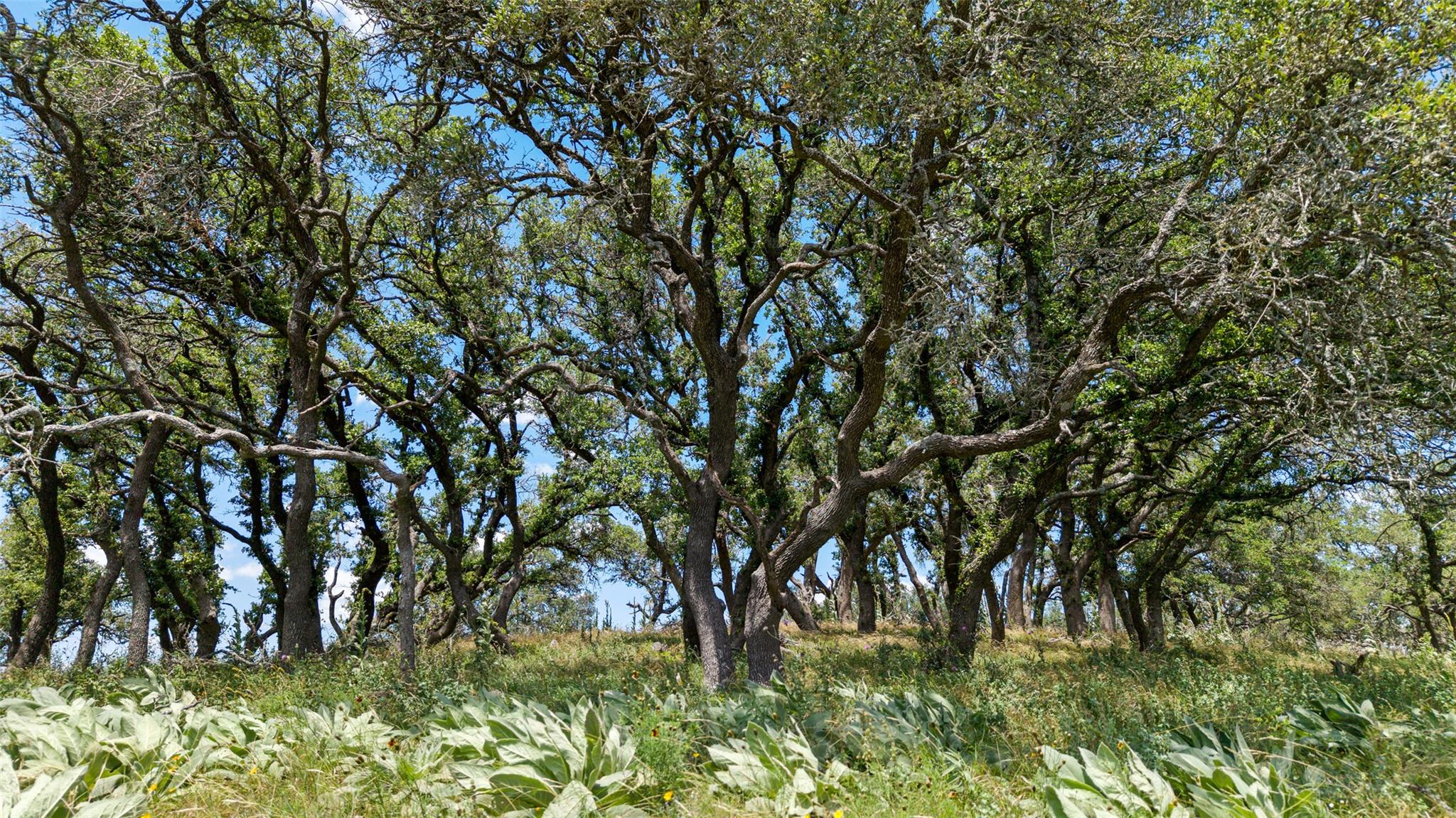 Image 19 of 24 For Tbd Kendalia Rd