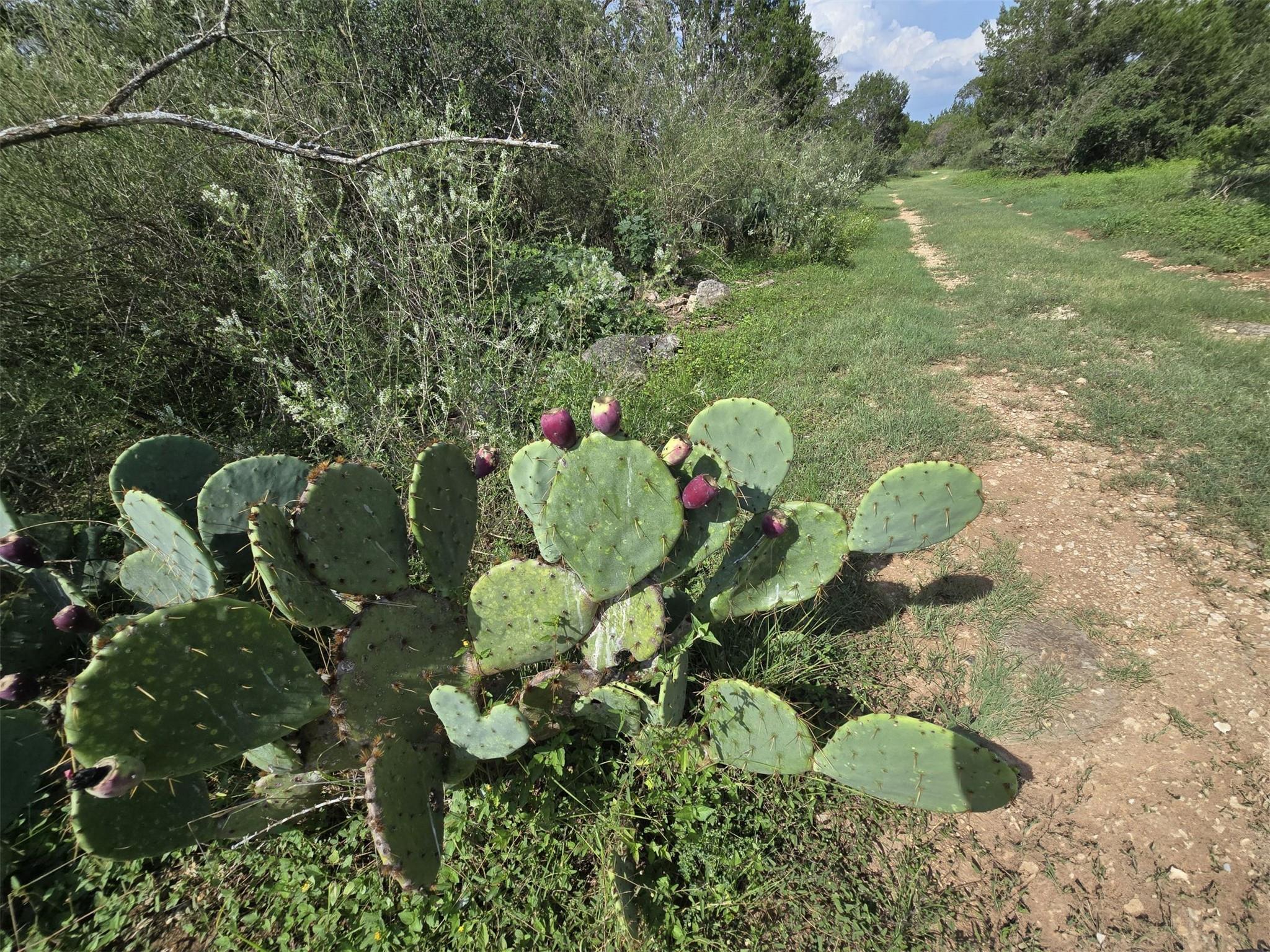 Image 8 of 15 For 584 Coyote Run