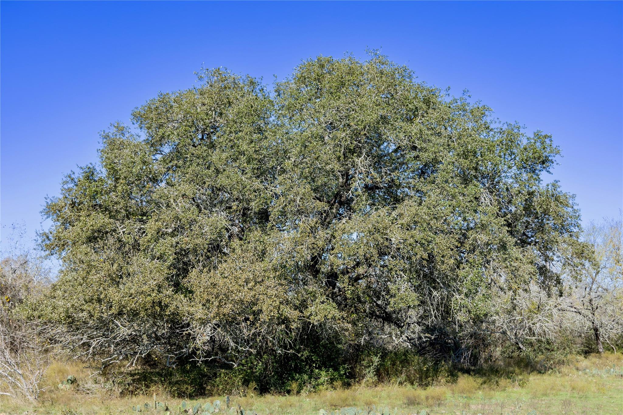 Image 11 of 40 For 399 Seals Creek Rd