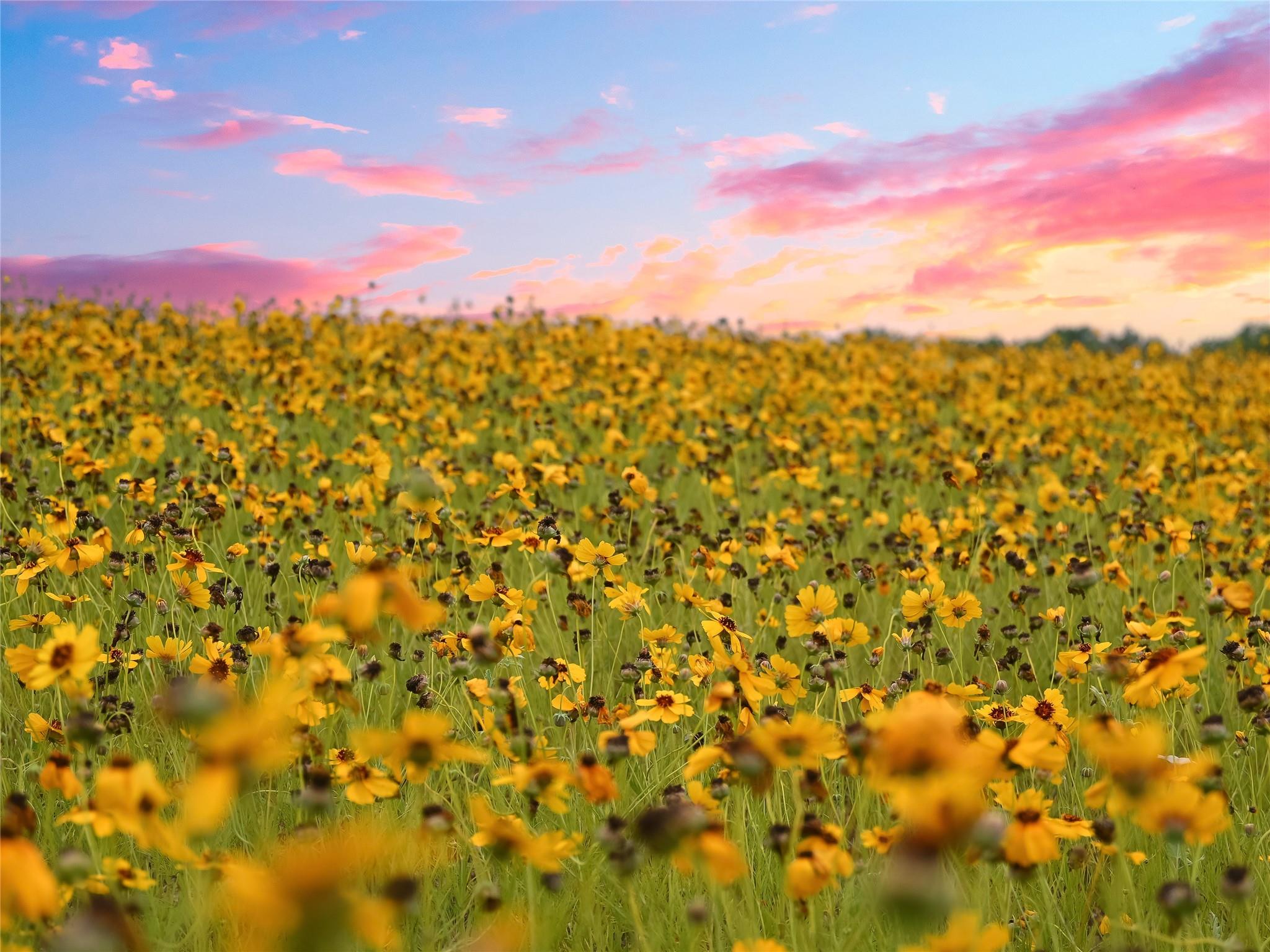 Details for 1515 County Road 315, Jarrell, TX 76537