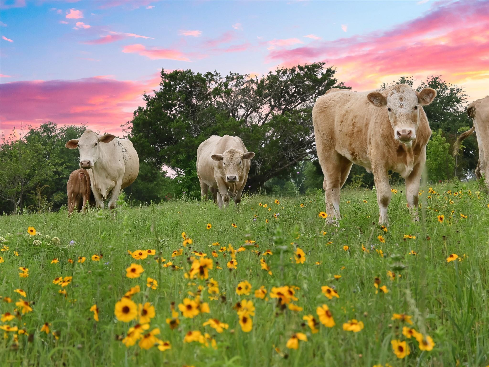 Image 15 of 15 For 1515 County Road 315