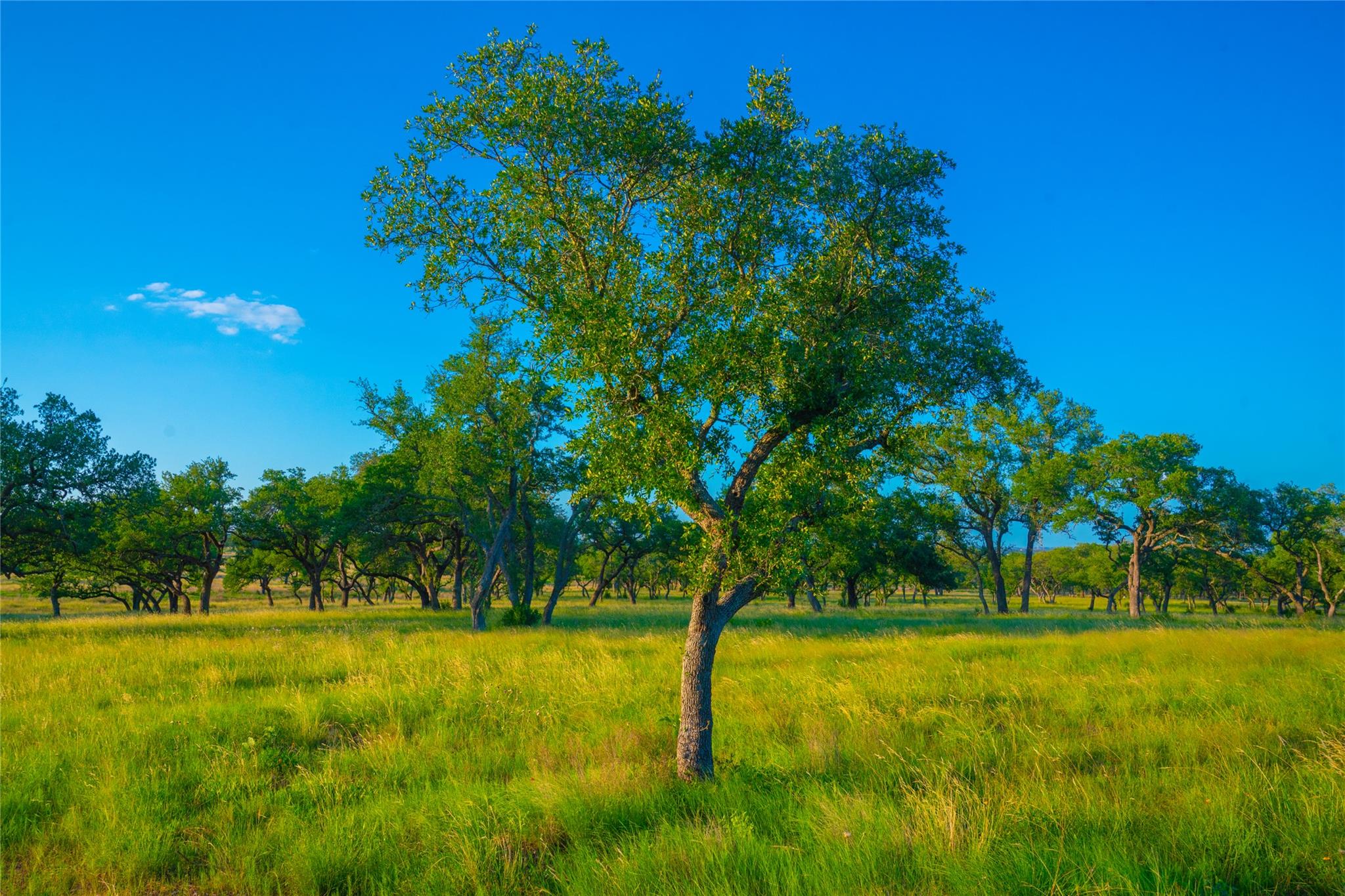 Image 12 of 30 For 000 Rolling Oaks Rnch