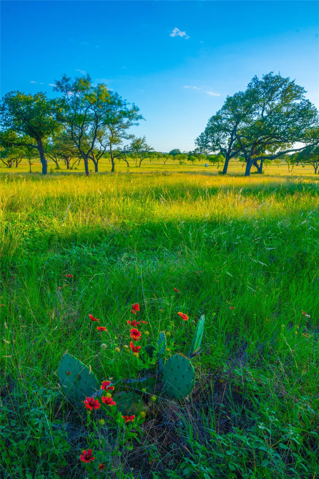 Image 14 of 30 For 000 Rolling Oaks Rnch