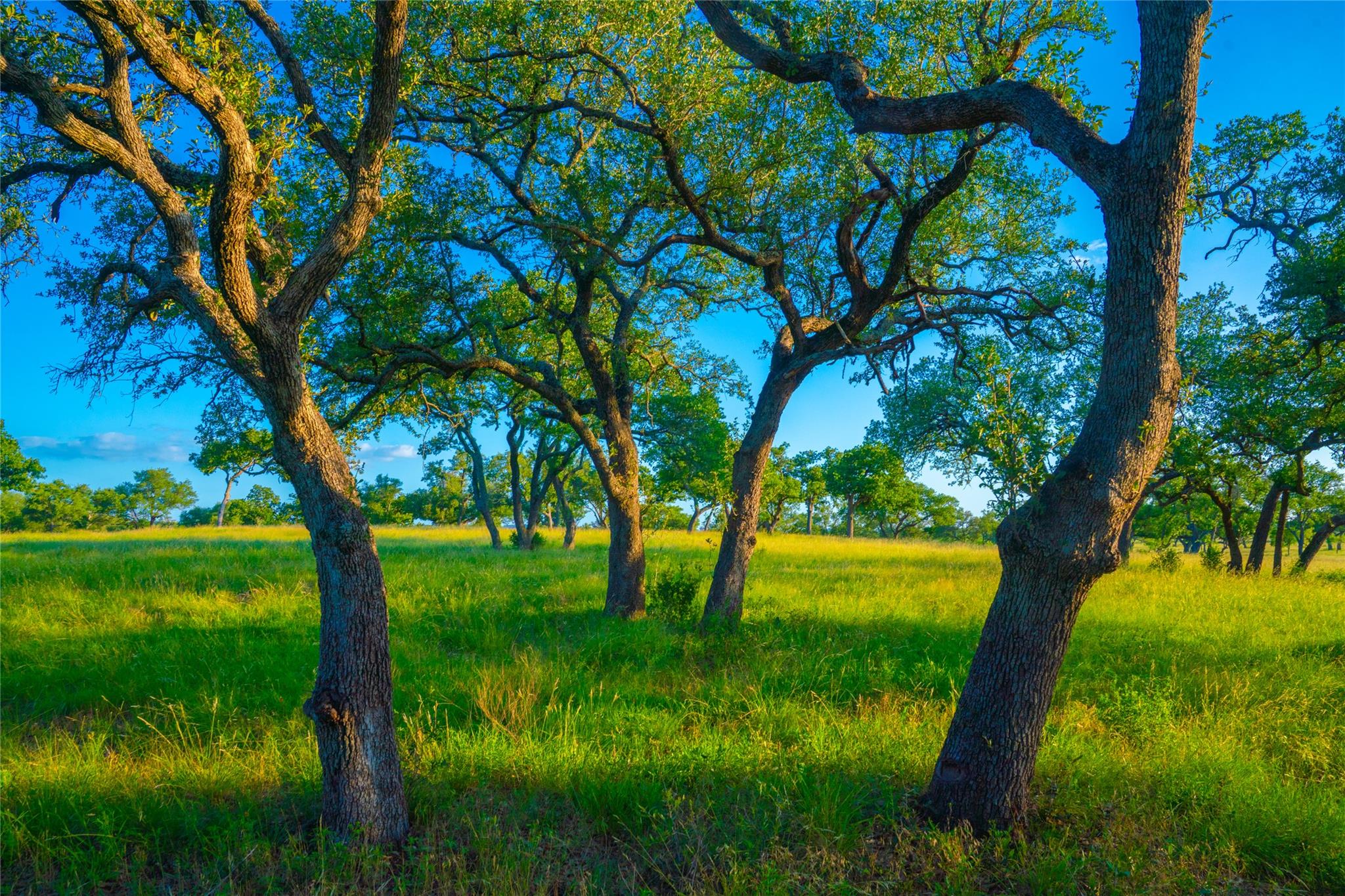 Image 9 of 30 For 000 Rolling Oaks Rnch