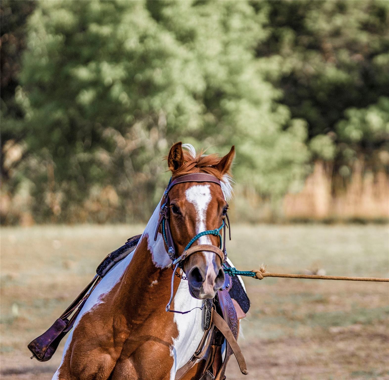 Image 9 of 31 For 9939 County Road 404
