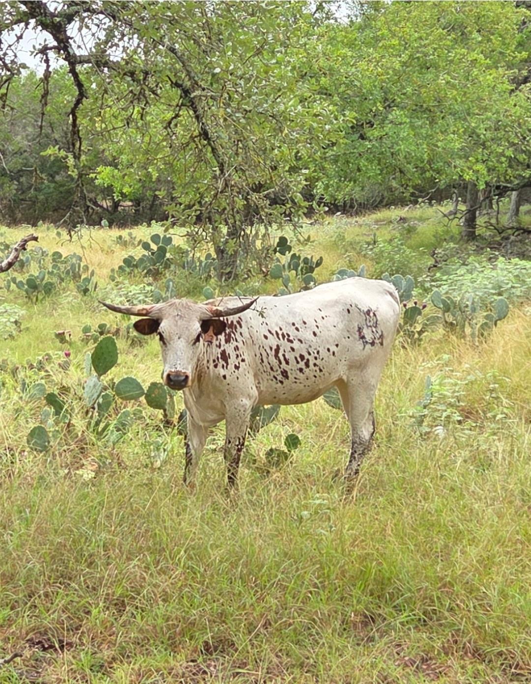 Image 10 of 12 For 28070 Natural Bridge Caverns Rd