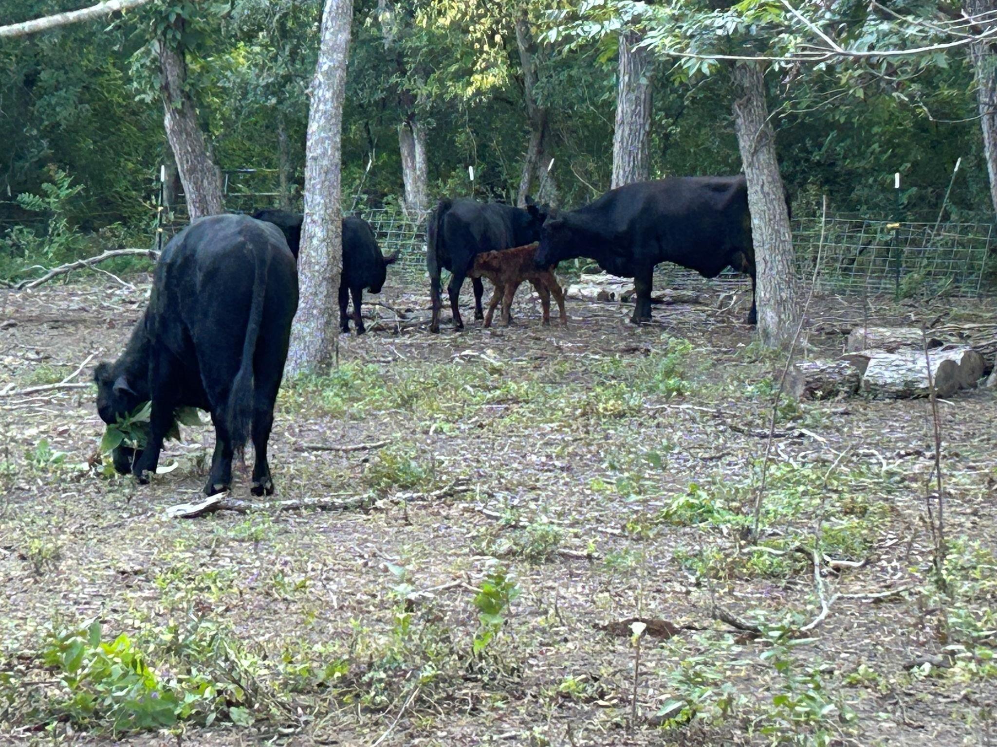 Image 10 of 13 For 11910 Fm 1660