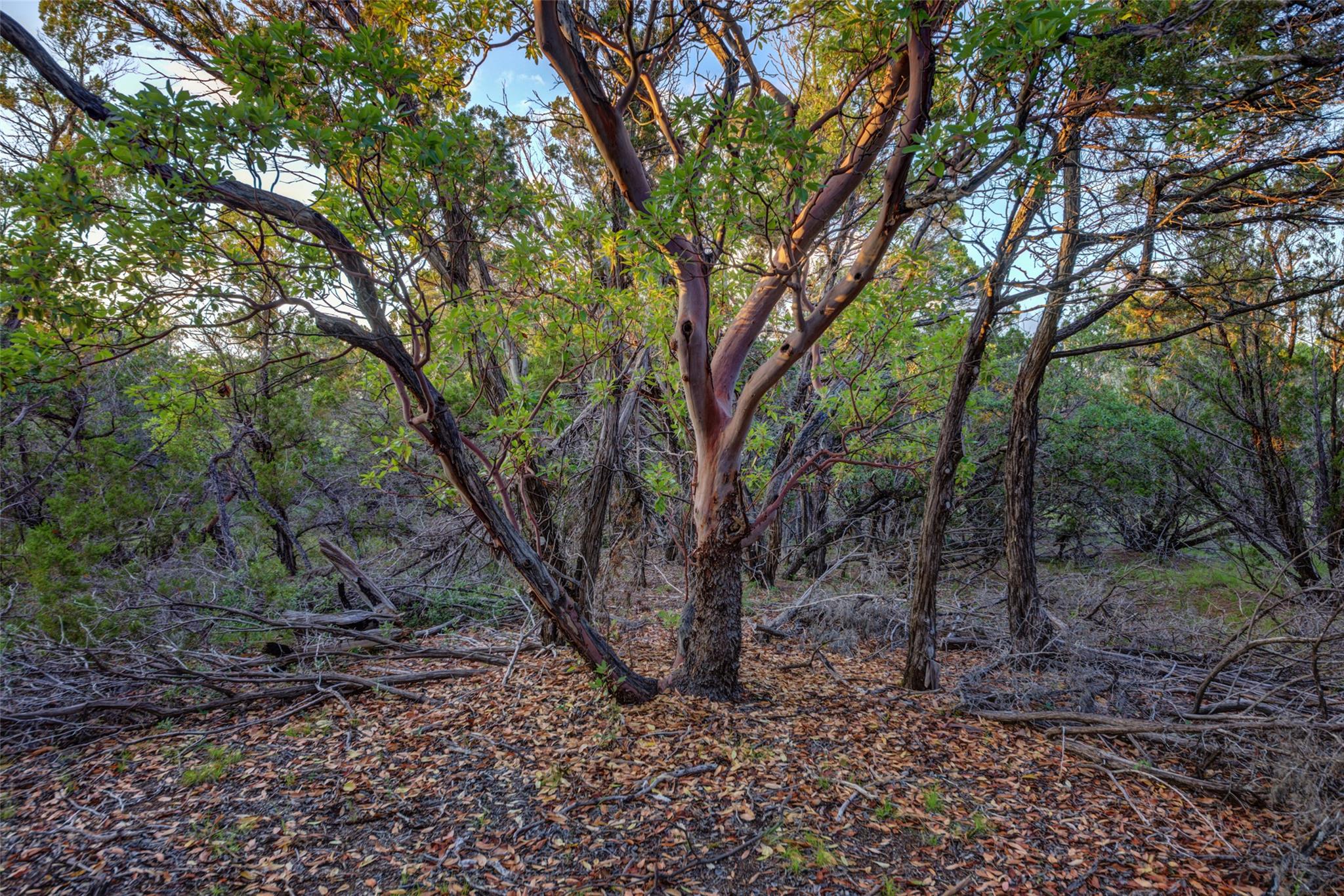 Image 36 of 39 For 297 White Ranch Rd