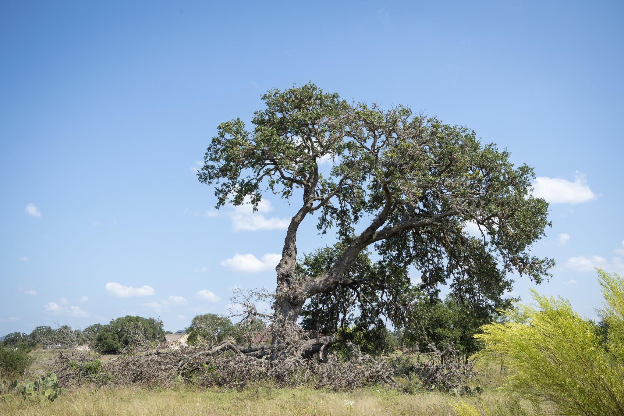 Image 21 of 23 For Tbd ( Lot 734) Salt Grass Trail Trl