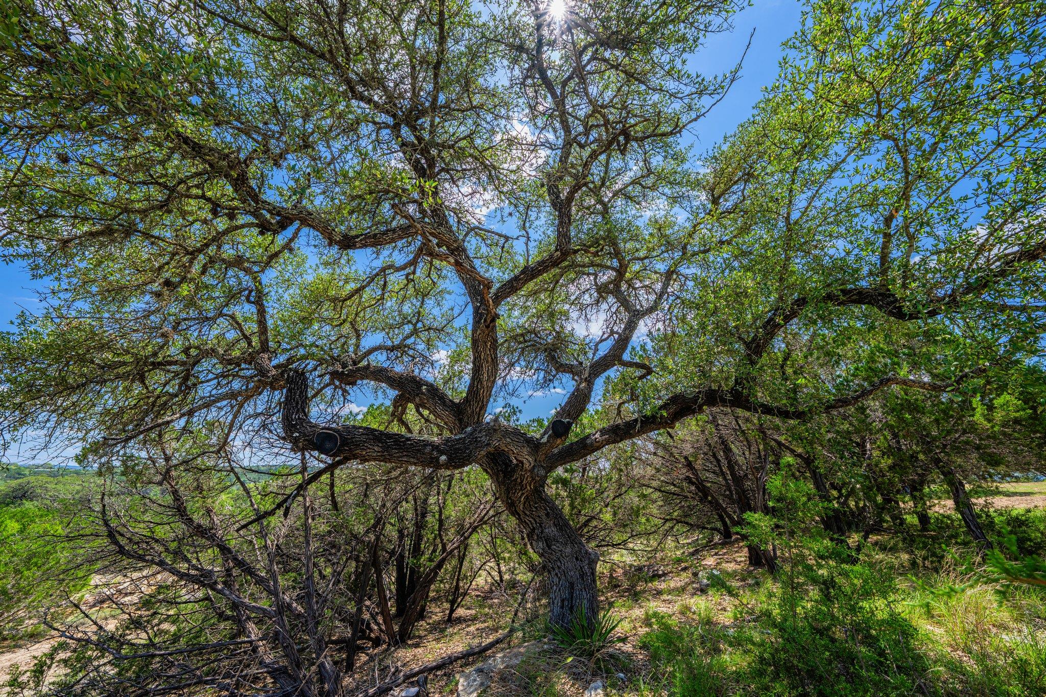 Image 34 of 40 For 106 Mesquite Trl