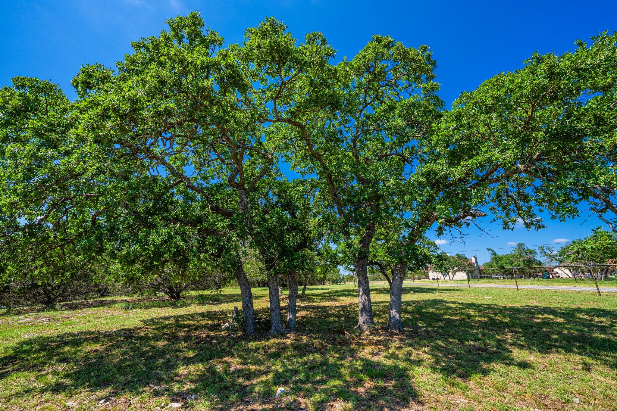 Image 35 of 40 For 106 Mesquite Trl