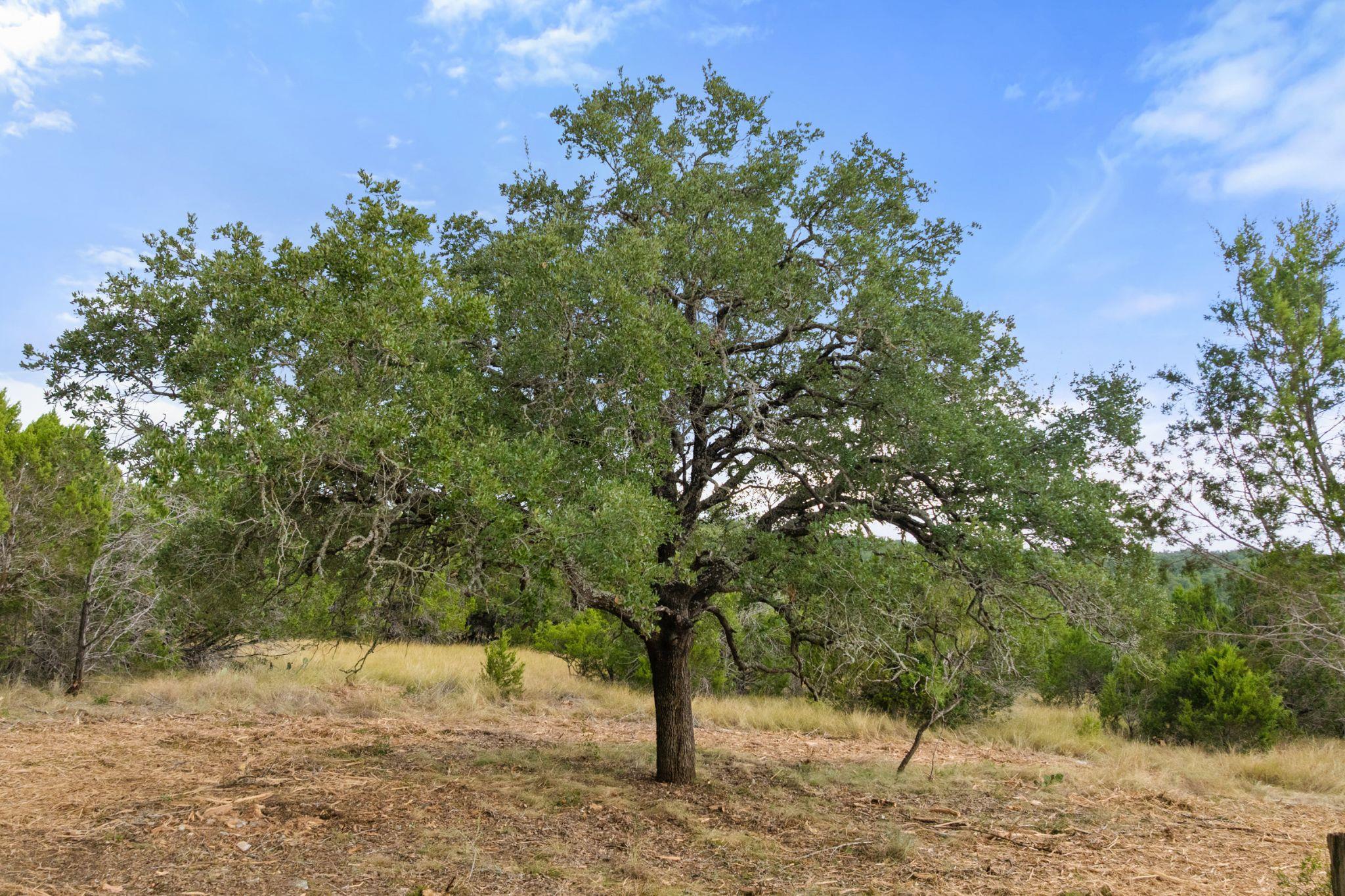 Image 10 of 16 For Tbd Brock Hollow Dr