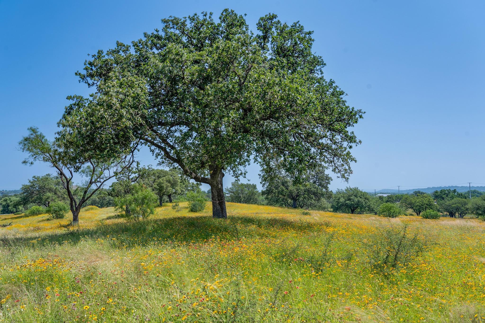 Image 11 of 21 For 0 Fm 2147 & Sh 71 Highway