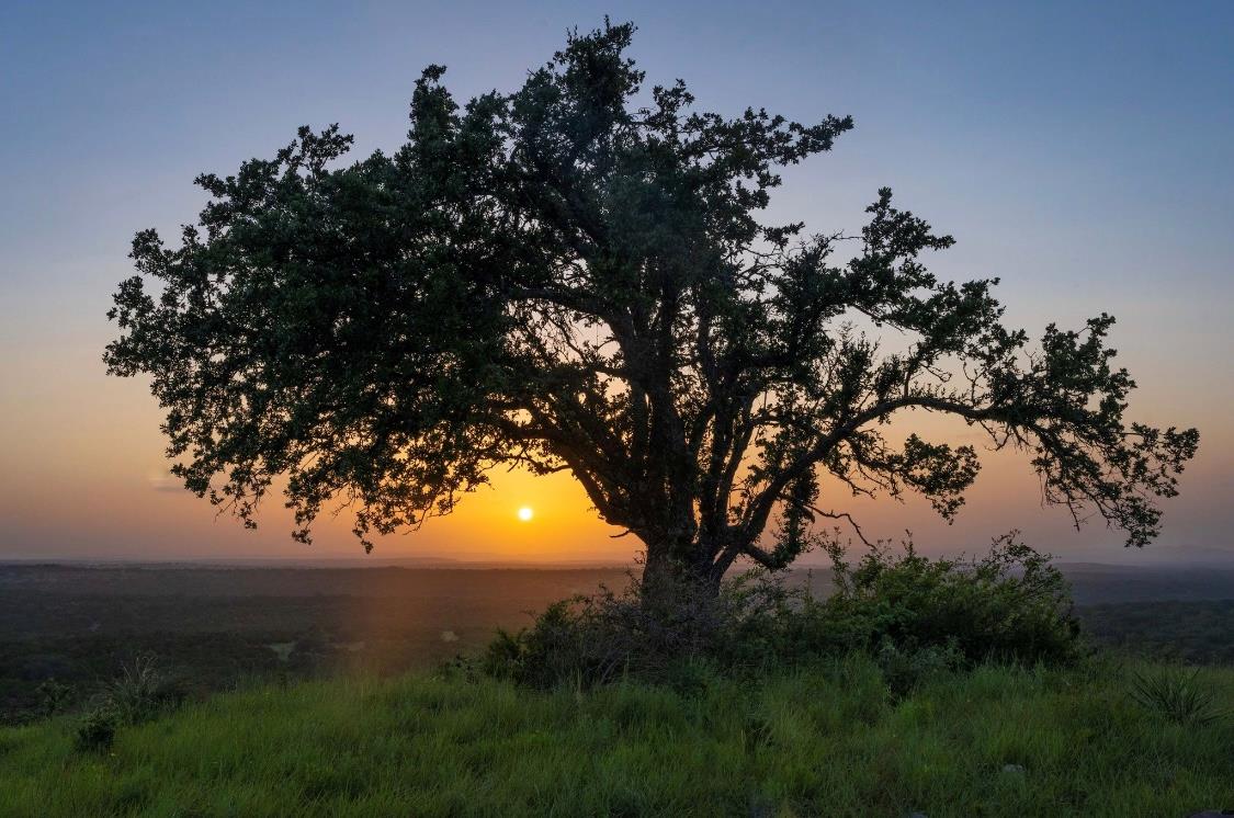 Image 3 of 16 For Lot 10 - 12.6 Acres - Round Mountain Reserve Dr