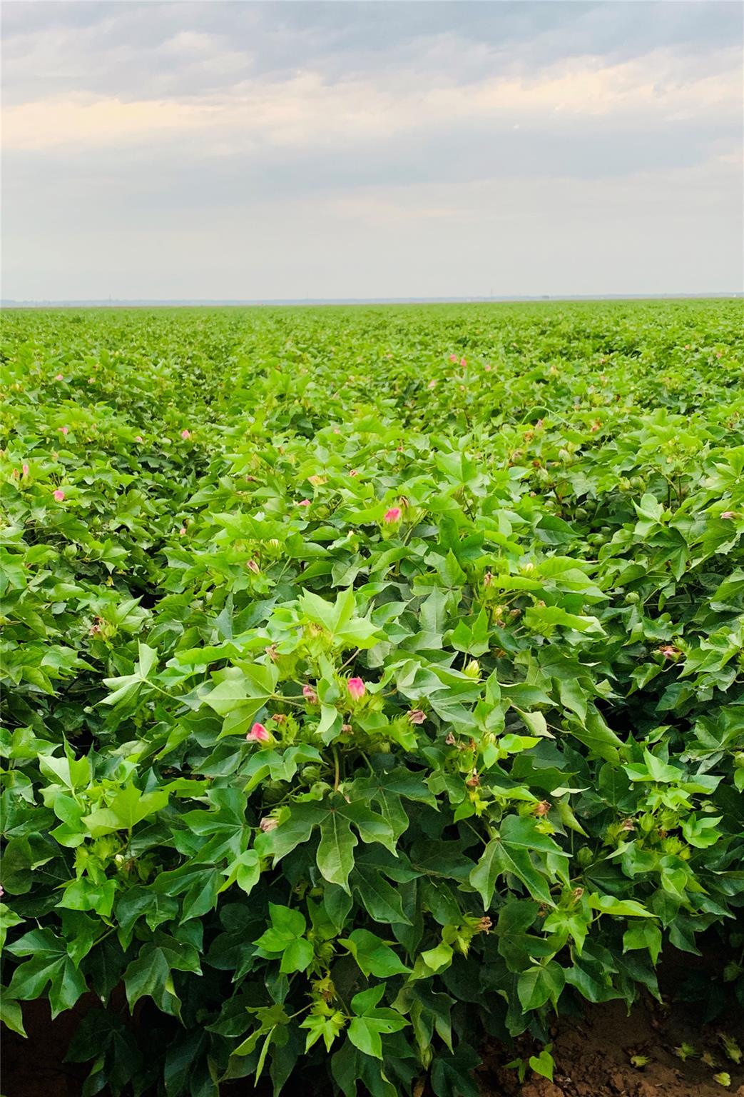 Image 3 of 14 For 12485 Sandy Point Rd