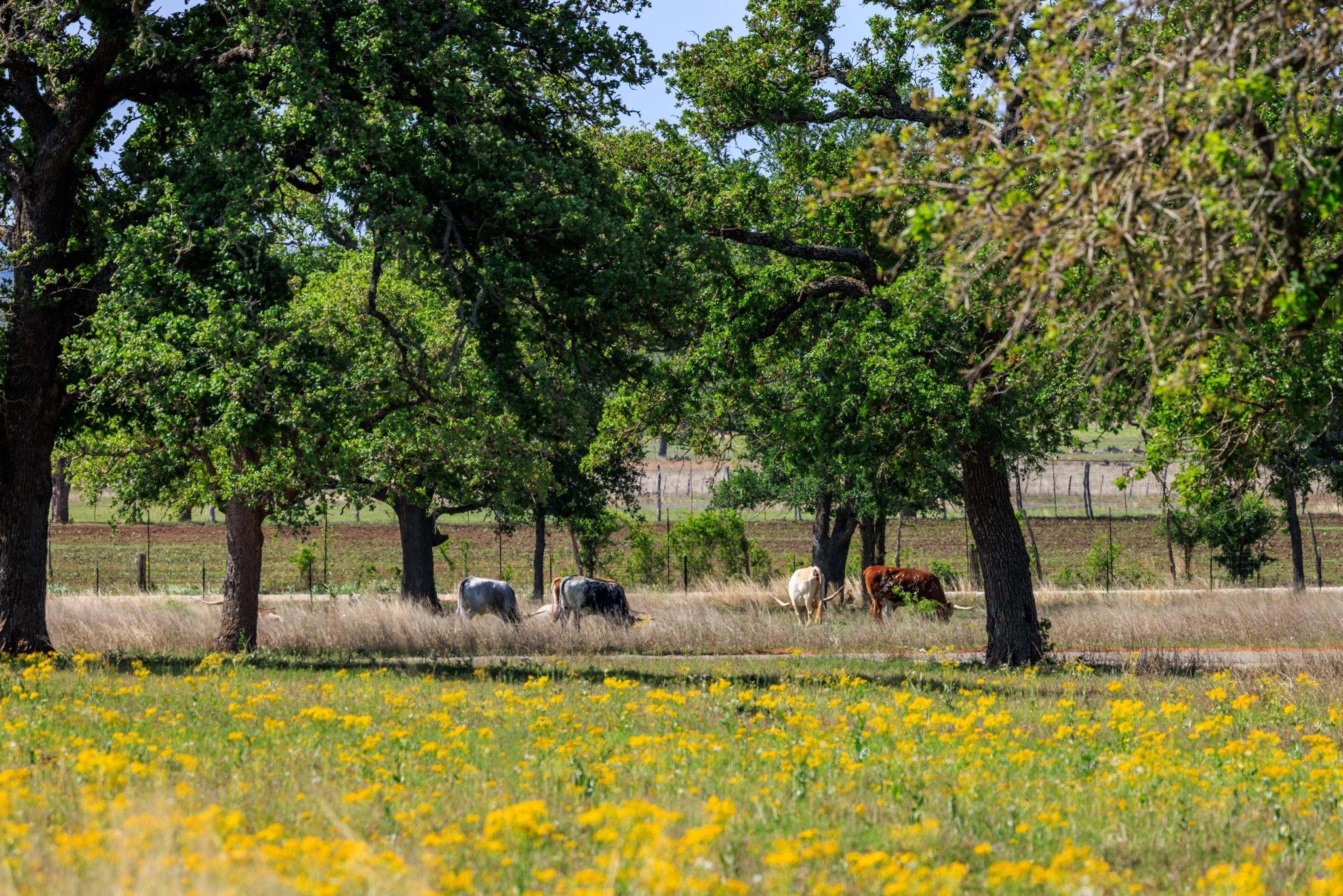 Details for Lot 23 Spencer Ct, Fredericksburg, TX 78624