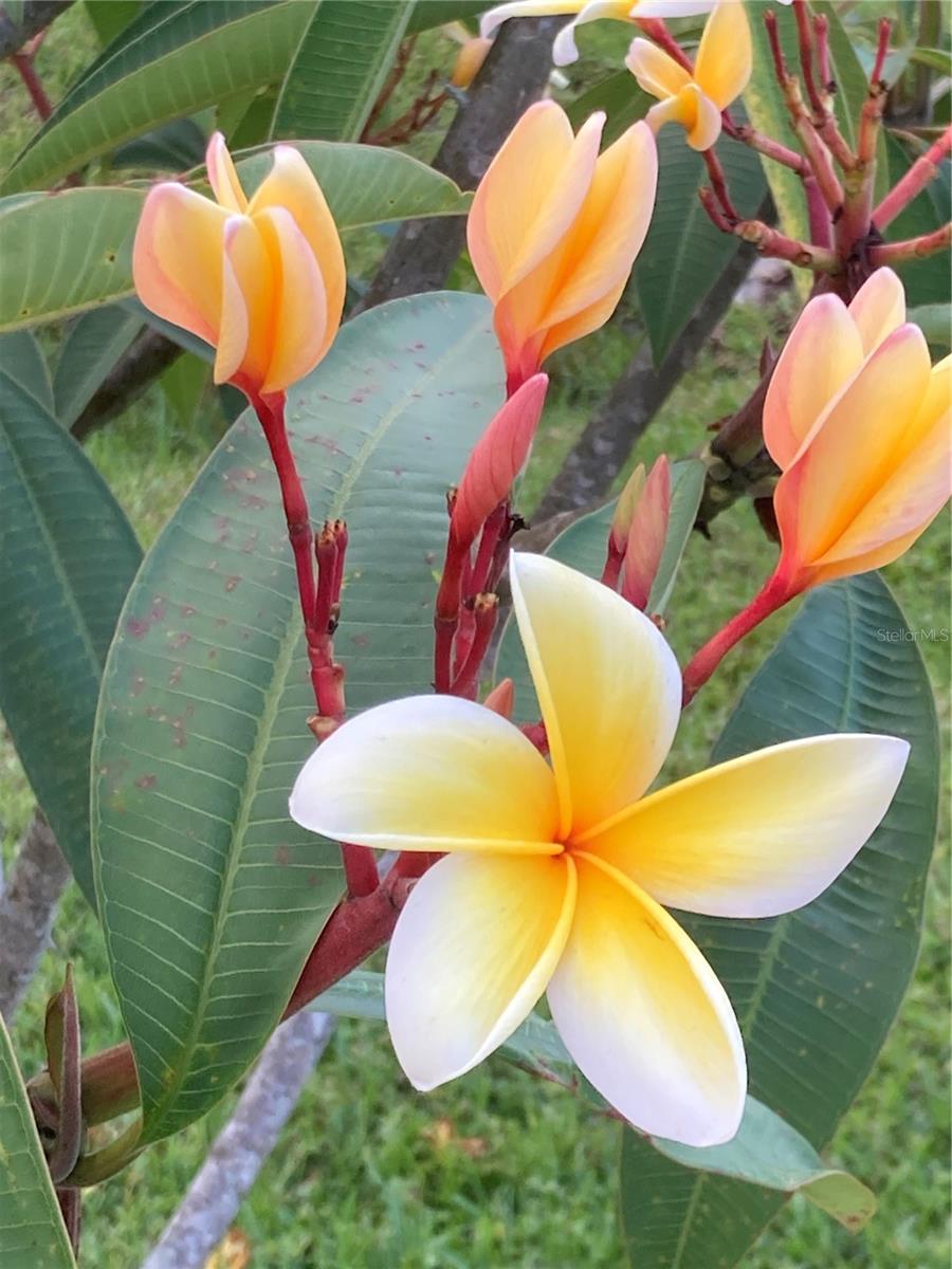 Image 95 of 95 For 232 Darst Avenue